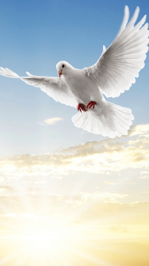 Download mobile wallpaper Birds, Animal, Dove for free.