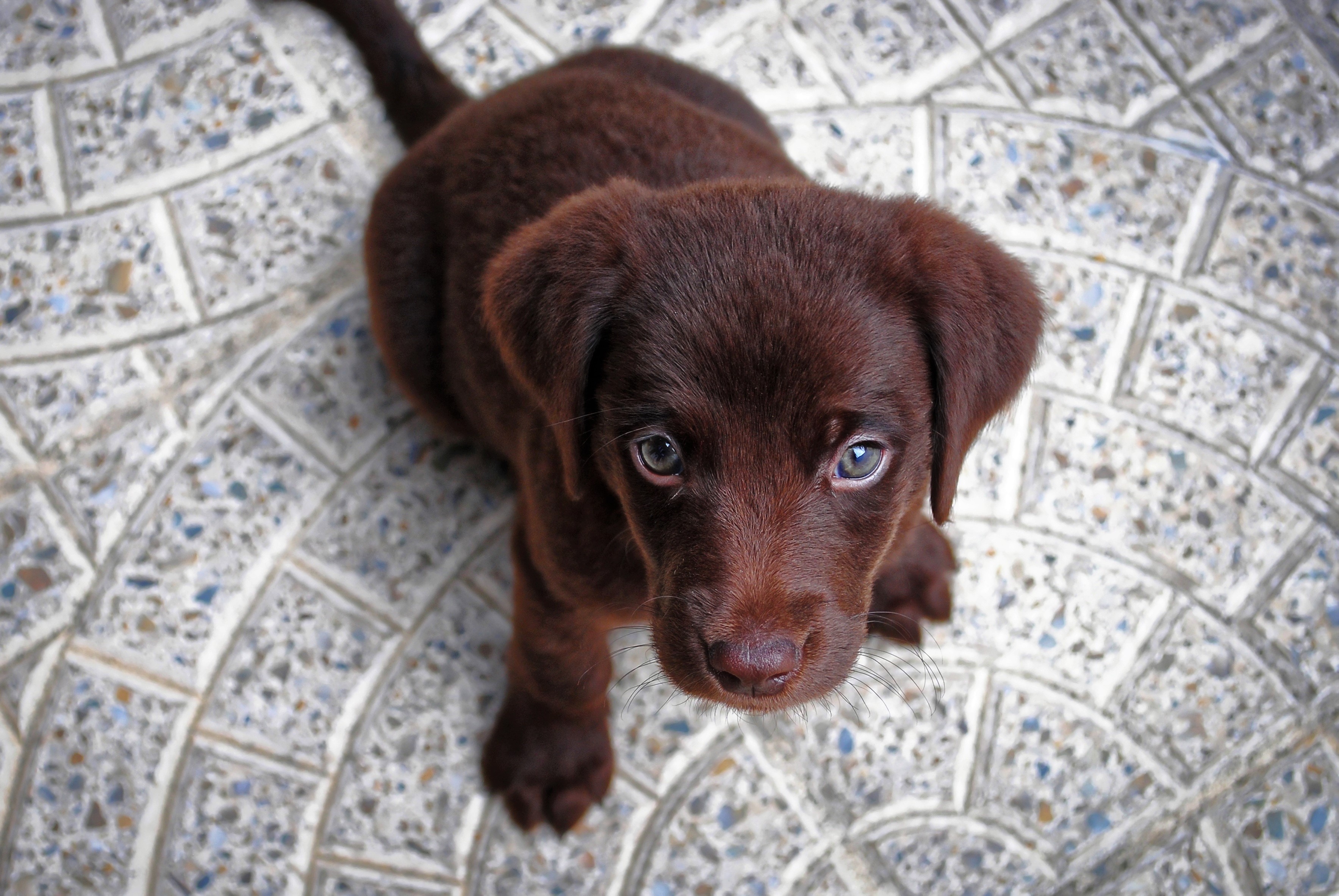 Die besten Schokoladen Labrador-Hintergründe für den Telefonbildschirm