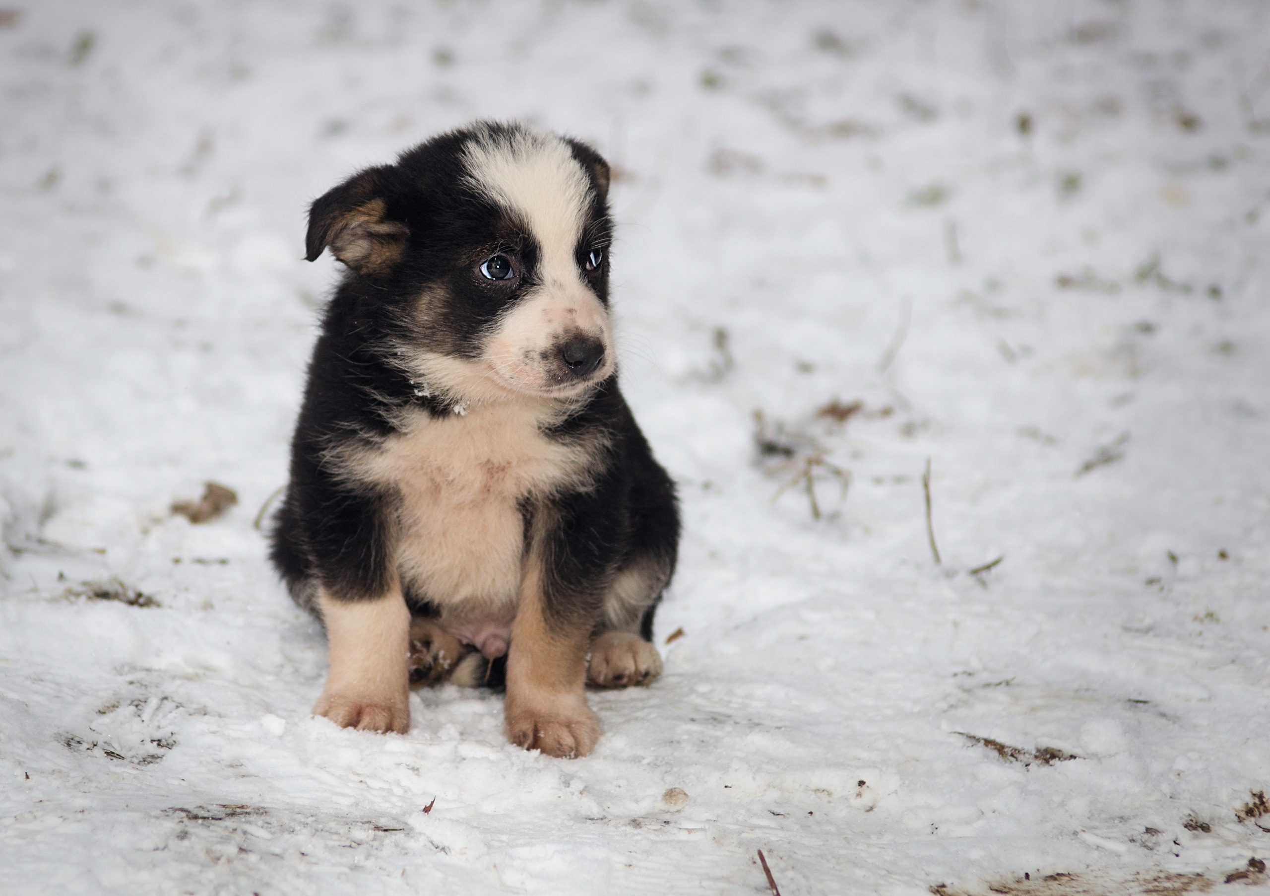 Download mobile wallpaper Winter, Dogs, Snow, Dog, Animal, Puppy, Cute for free.