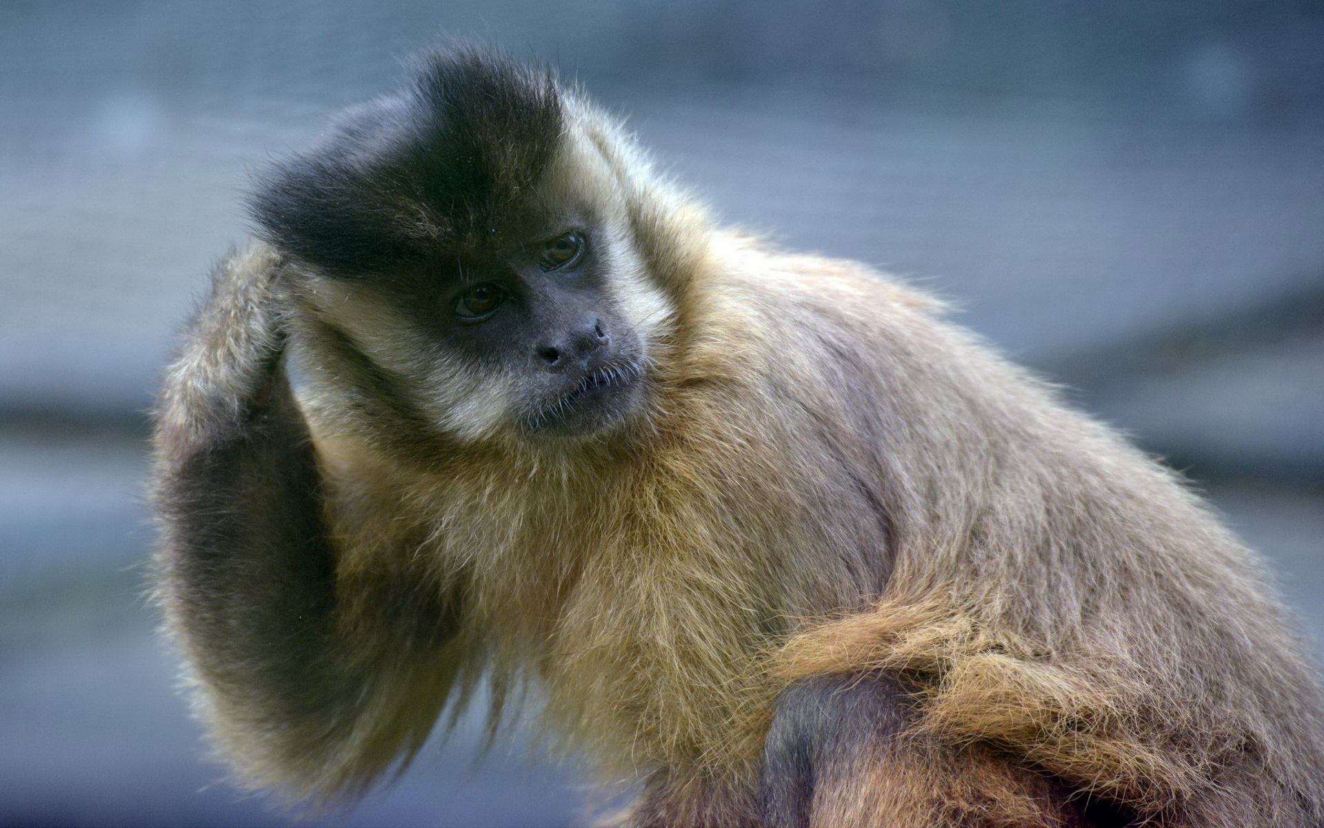 Download mobile wallpaper Monkeys, Monkey, Animal for free.