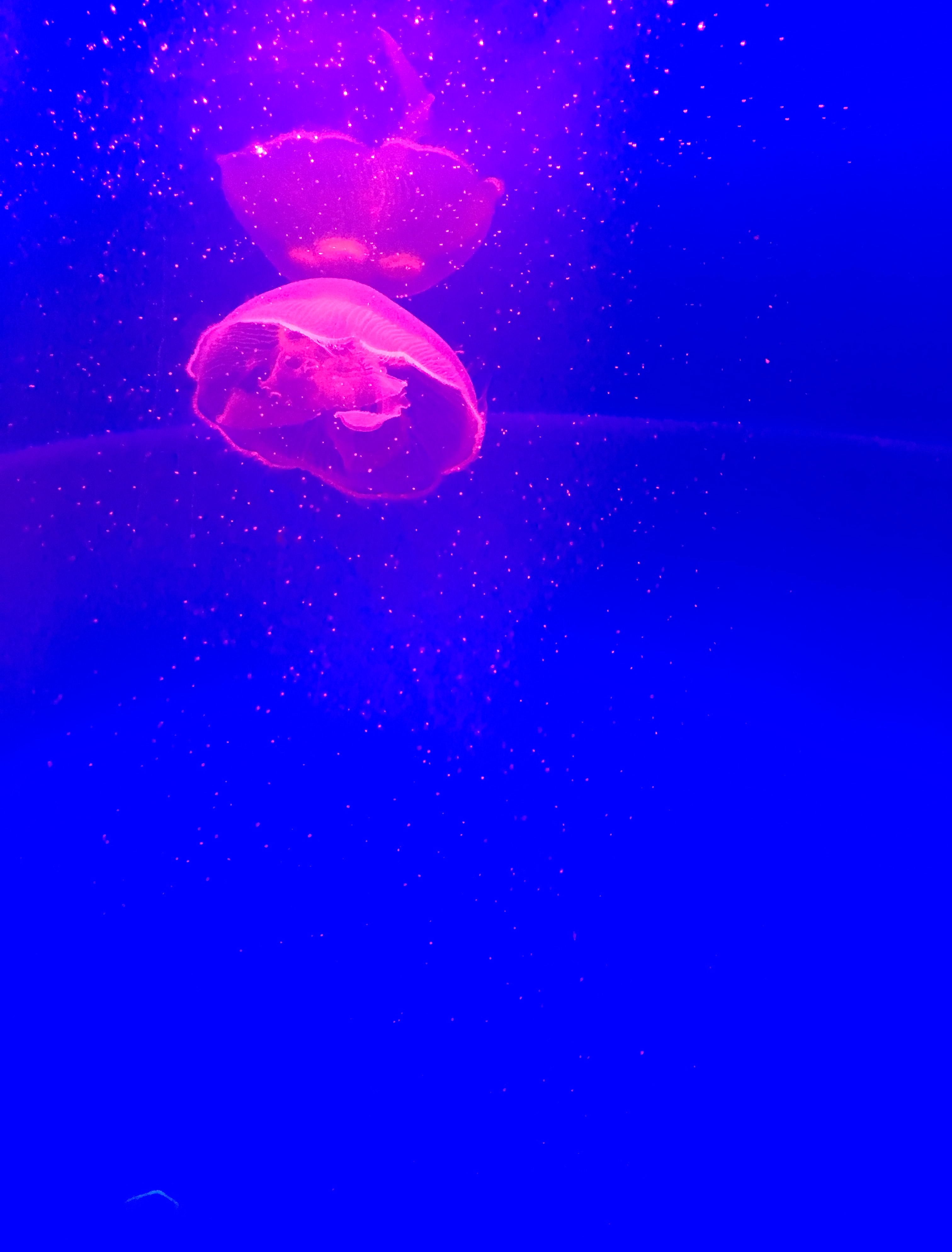 jellyfish, animals, pink, blue, particles, tentacle