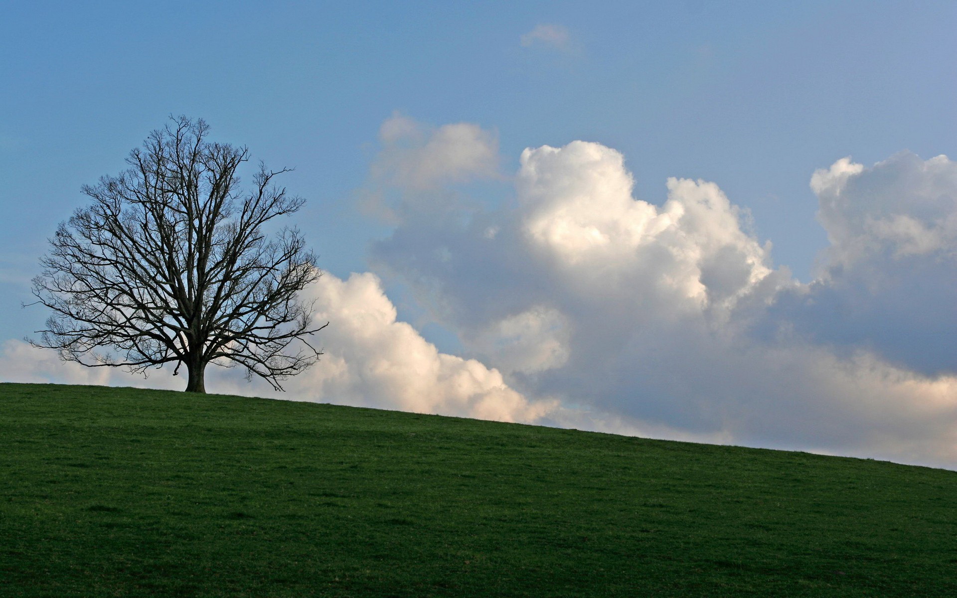 Téléchargez gratuitement l'image Arbre, Des Arbres, Terre/nature sur le bureau de votre PC