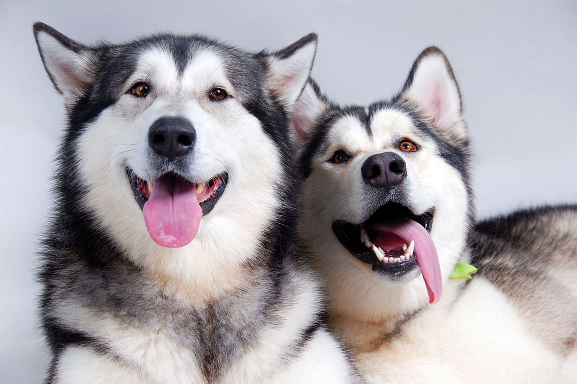 animals, dogs, couple, pair, relaxation, rest, husky, language, tongue