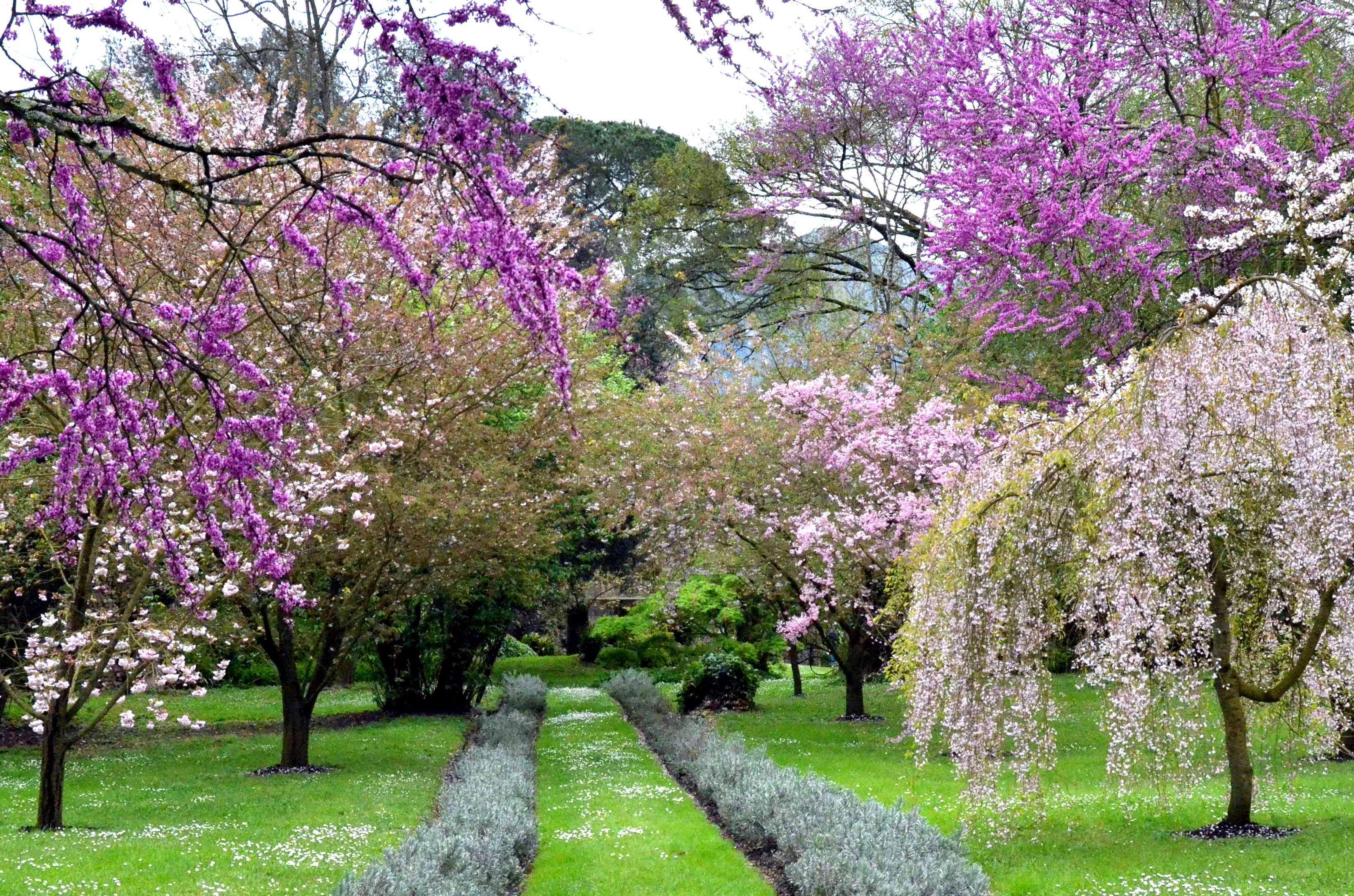 Descarga gratis la imagen Flor, Parque, Árbol, Florecer, Primavera, Tierra/naturaleza en el escritorio de tu PC