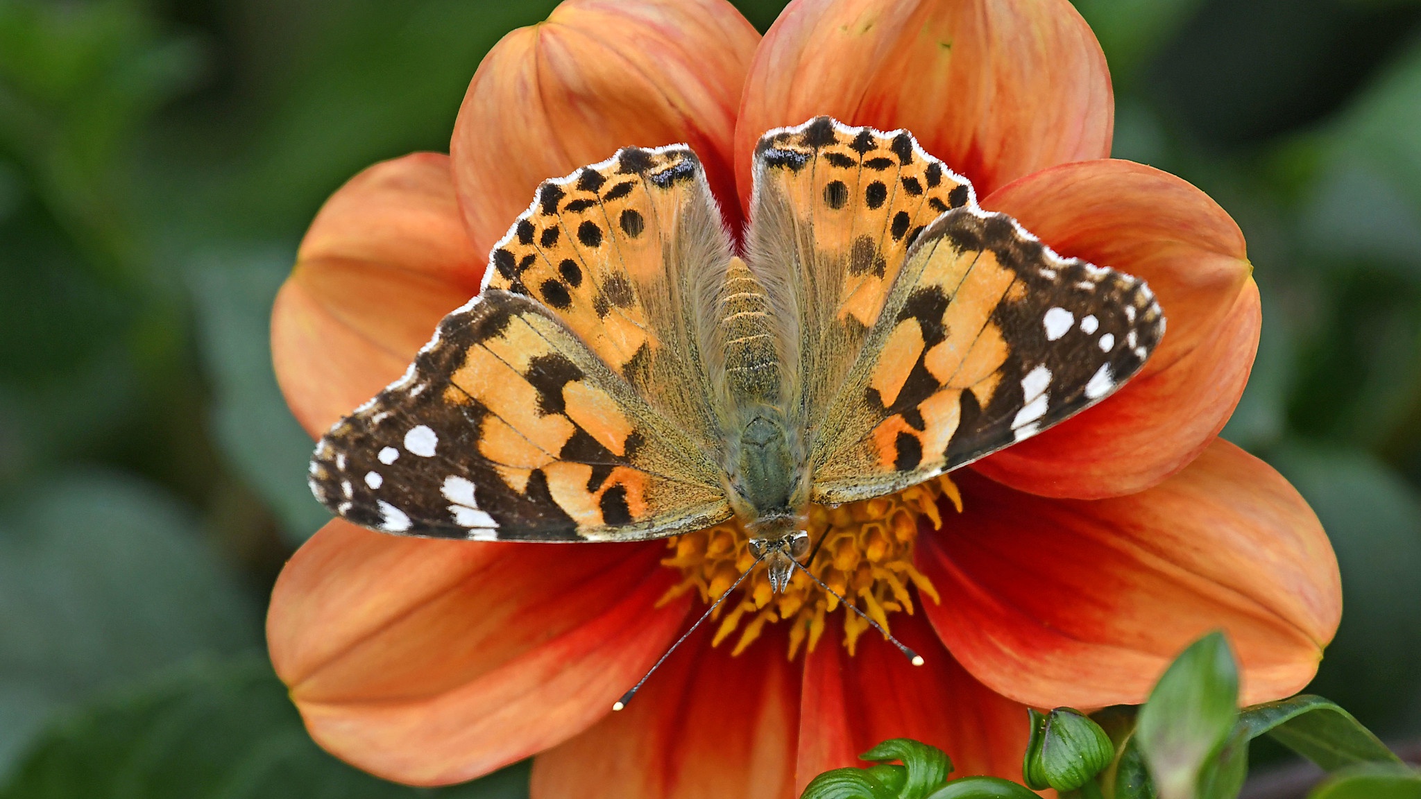 993938 скачать обои животные, бабочка, цветок, оранжевый цветок, нарисованная дама (бабочка) - заставки и картинки бесплатно
