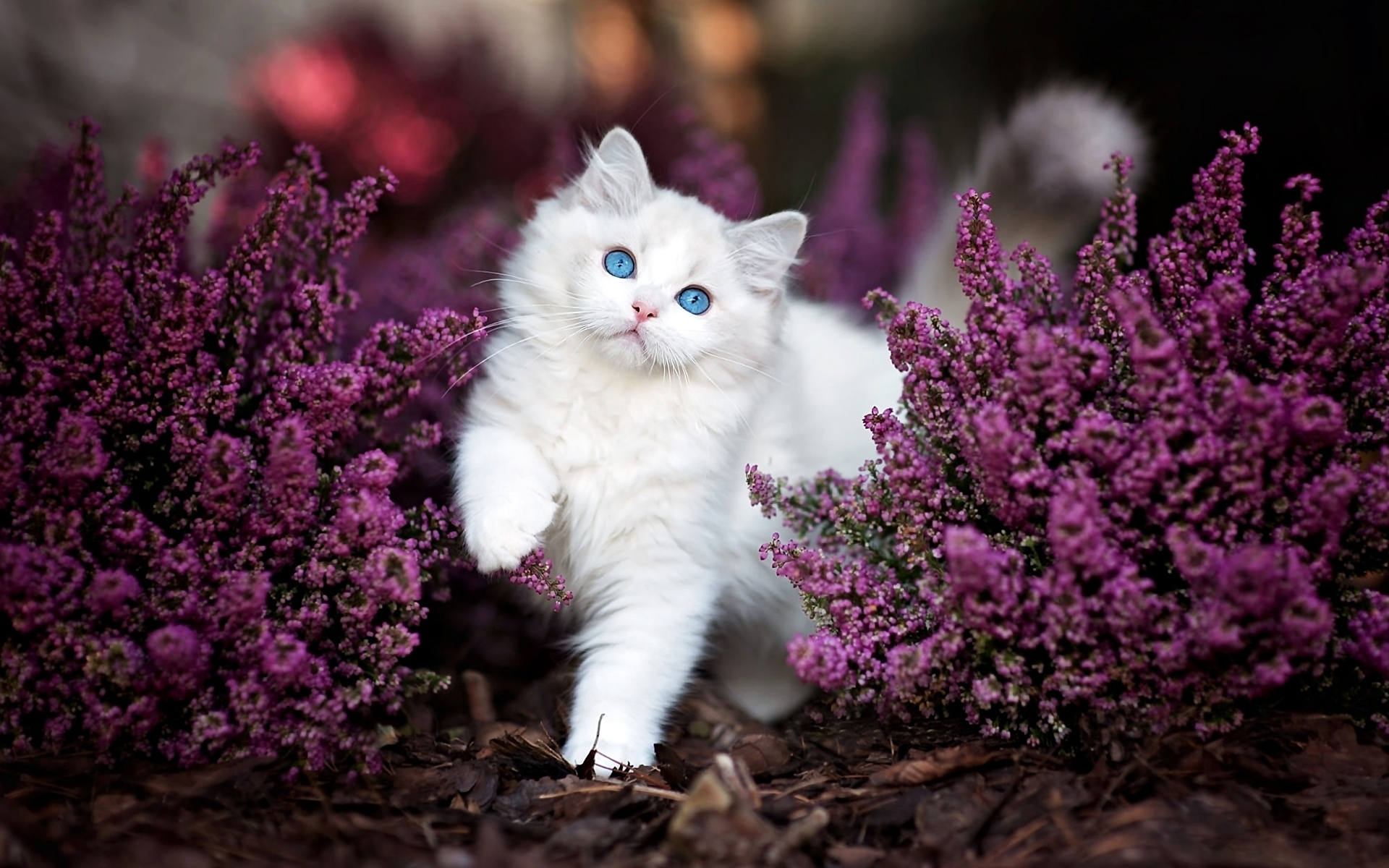 426680 завантажити картинку пухнастий, фіолетова квітка, кошеня, кішка, тварина, милий, квітка, коти - шпалери і заставки безкоштовно