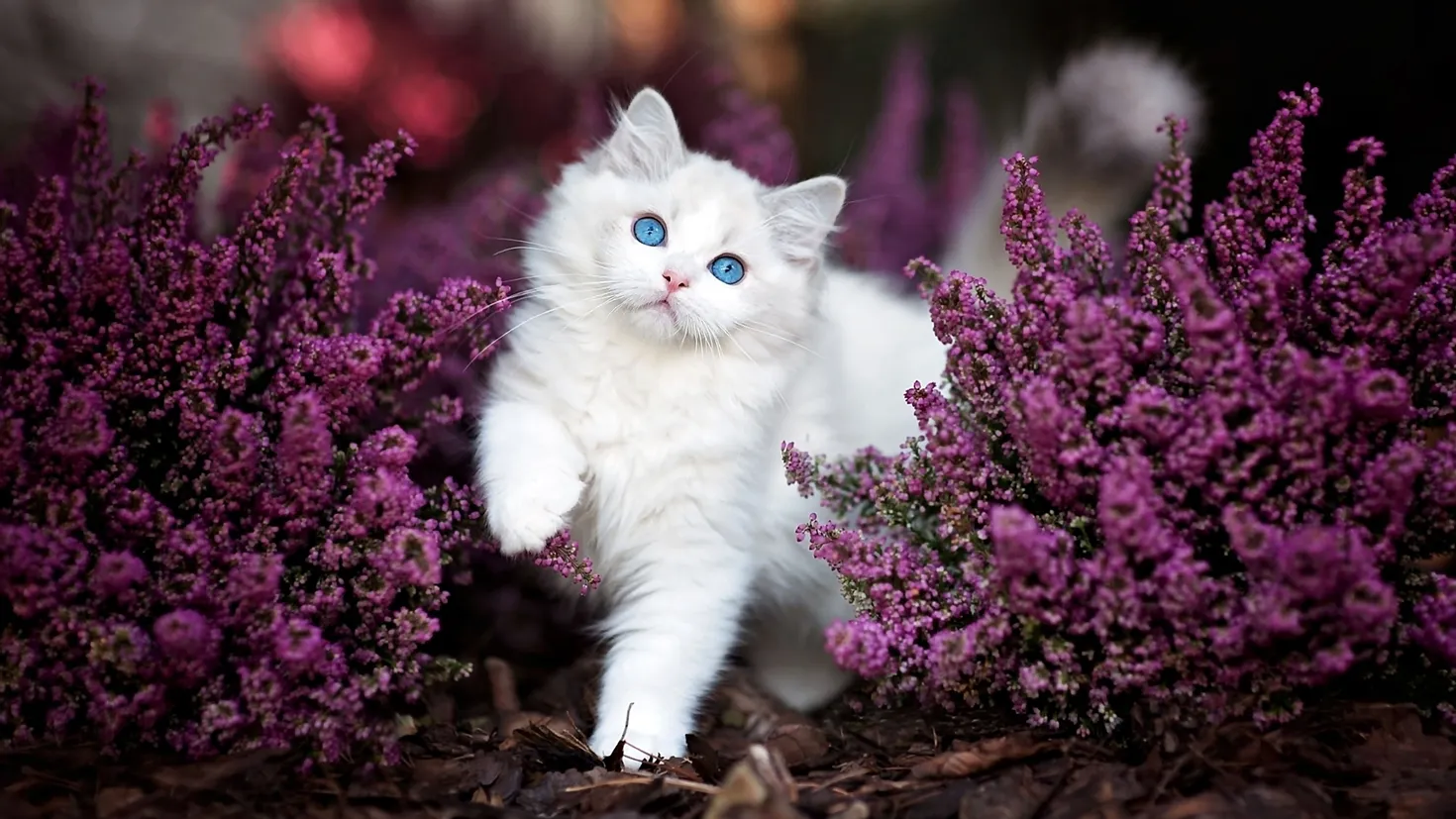 Desktop wallpaper: Purple Flower, Kitten, Cute, Cats, Flower, Animal ...