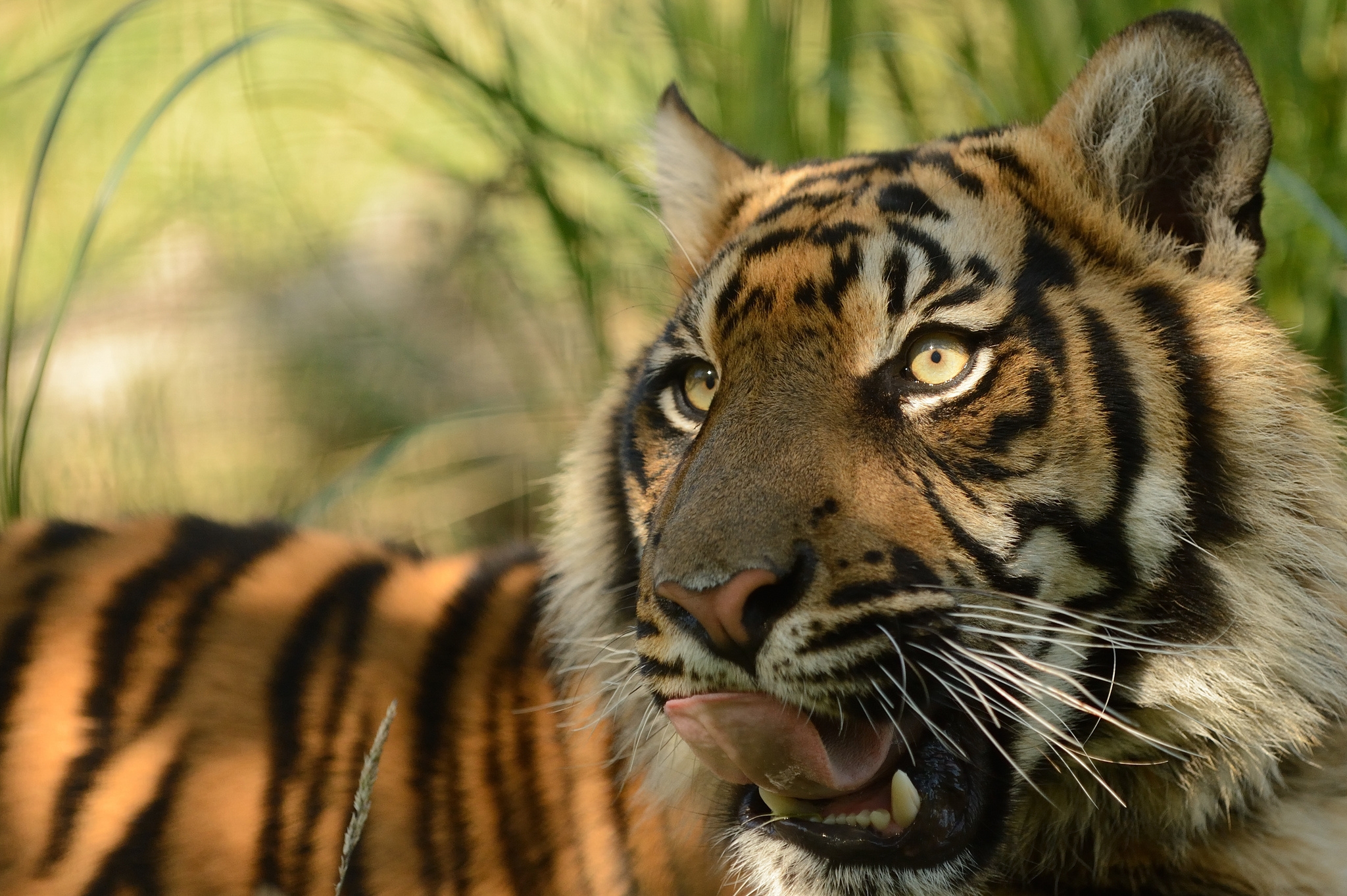 87423 descargar fondo de pantalla tigre de sumatra, animales, gato, bozal, depredador, tigre, idioma, lengua: protectores de pantalla e imágenes gratis