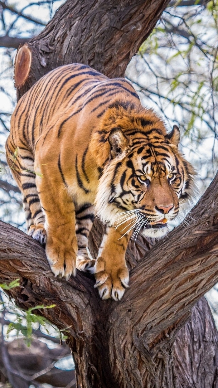 Descarga gratuita de fondo de pantalla para móvil de Animales, Gatos, Tigre.