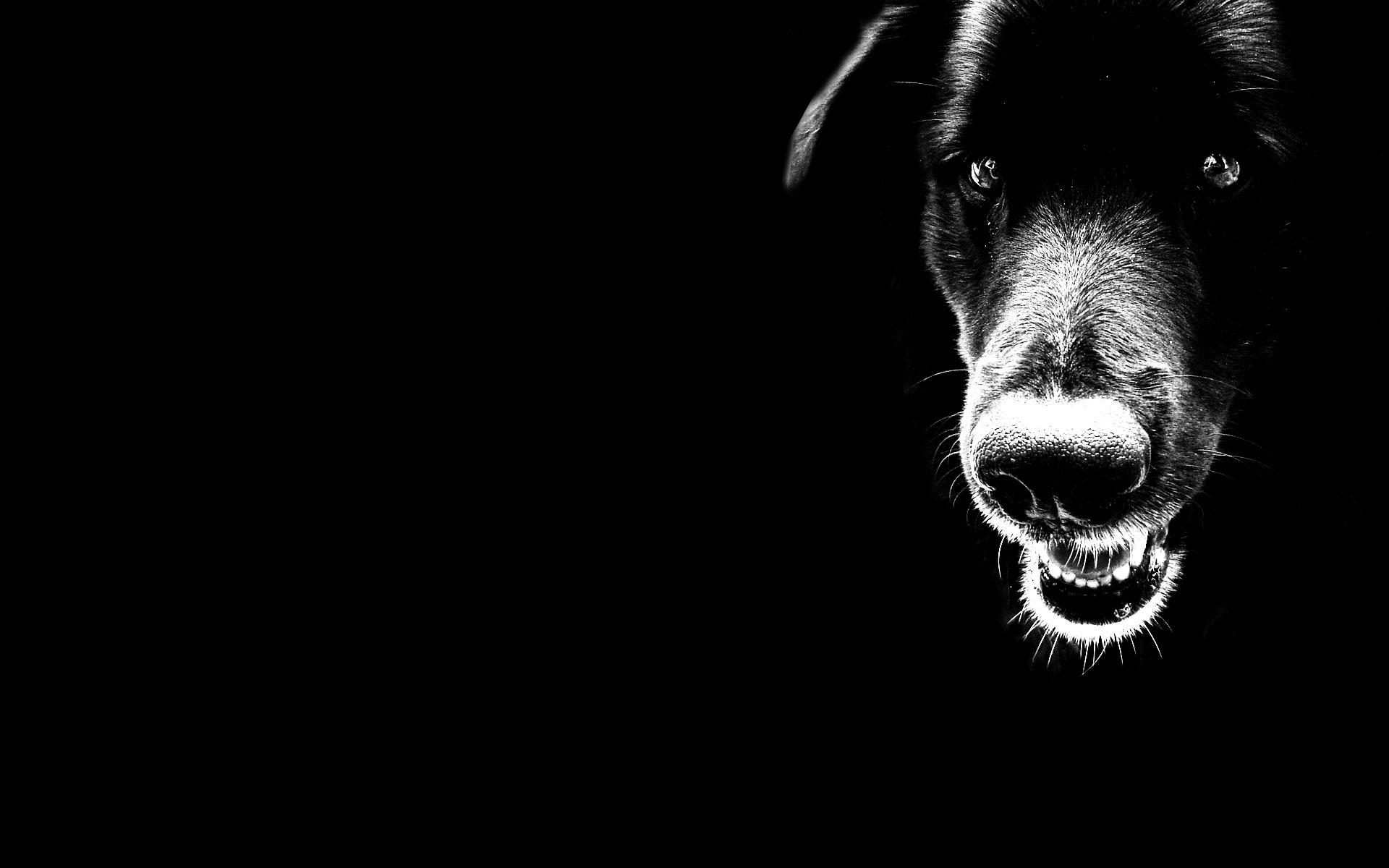 Download mobile wallpaper Dogs, Black & White, Dog, Animal for free.