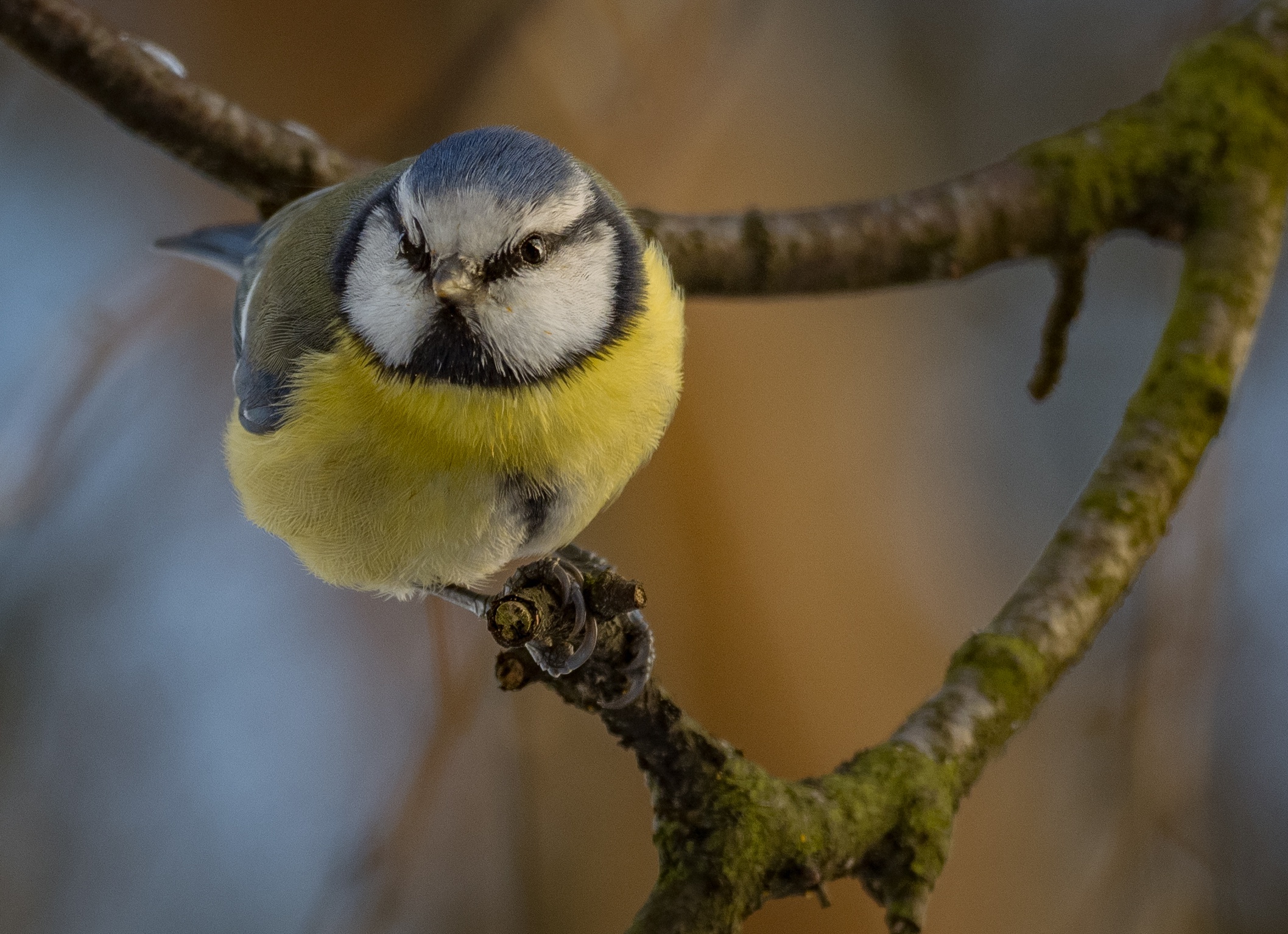 Download mobile wallpaper Birds, Bird, Animal, Titmouse for free.