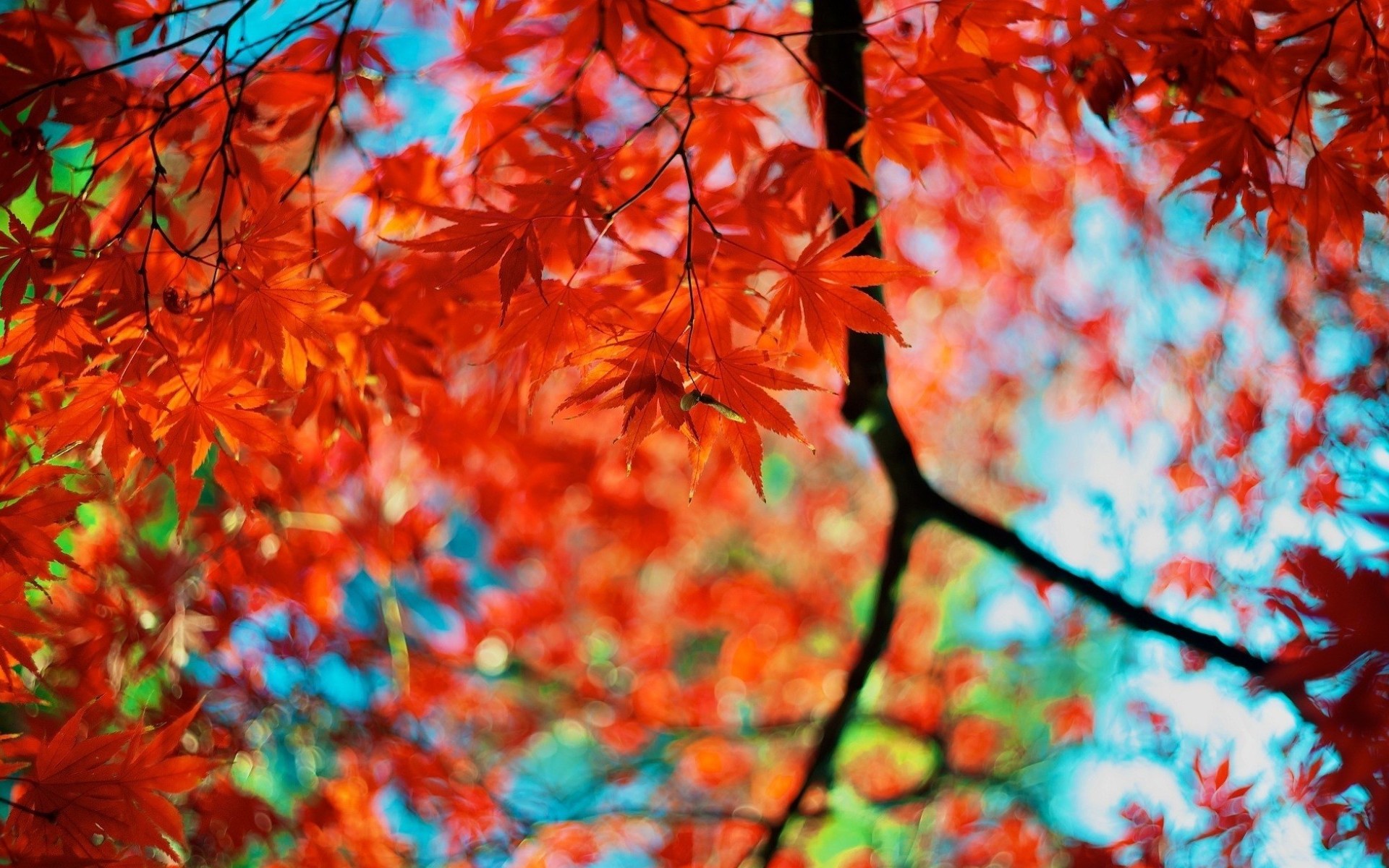 Скачать картинку Осень, Лист, Земля/природа в телефон бесплатно.