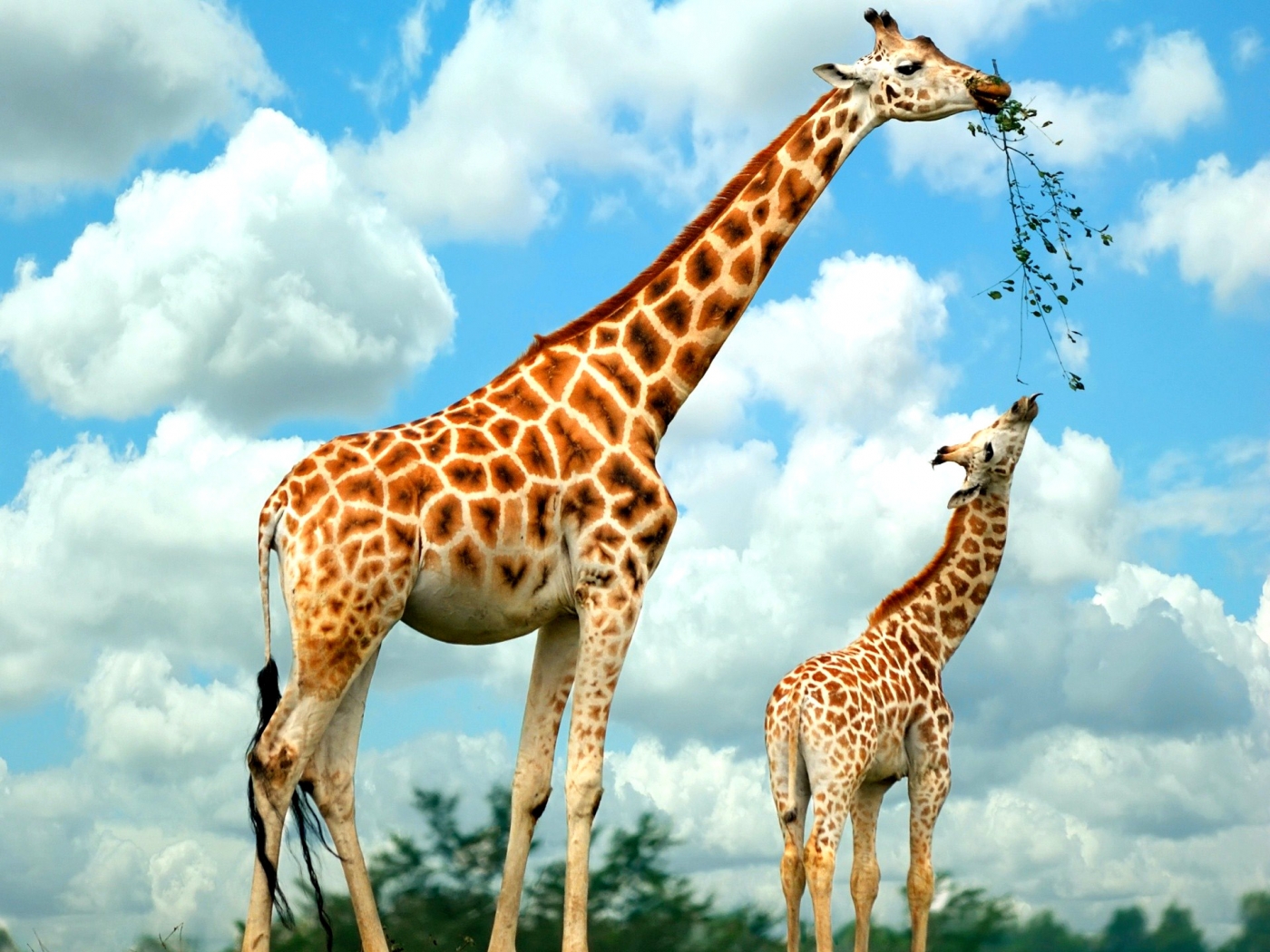 36874 télécharger l'image animaux, girafes - fonds d'écran et économiseurs d'écran gratuits
