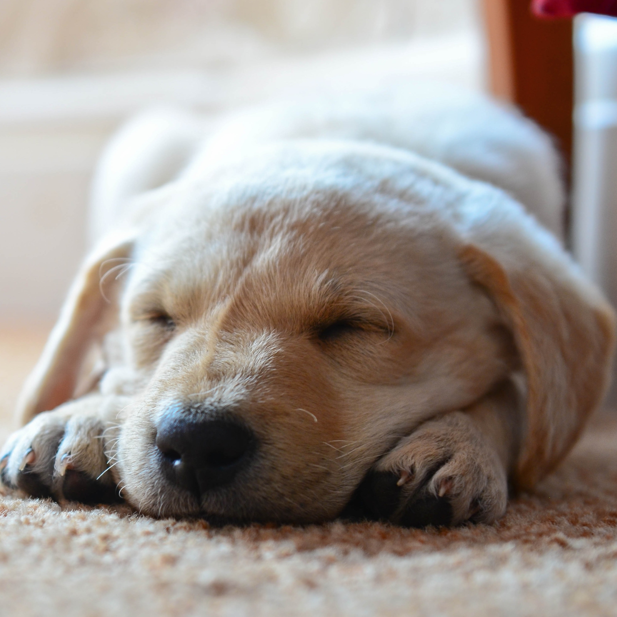 Téléchargez gratuitement l'image Animaux, Chiens, Chien sur le bureau de votre PC