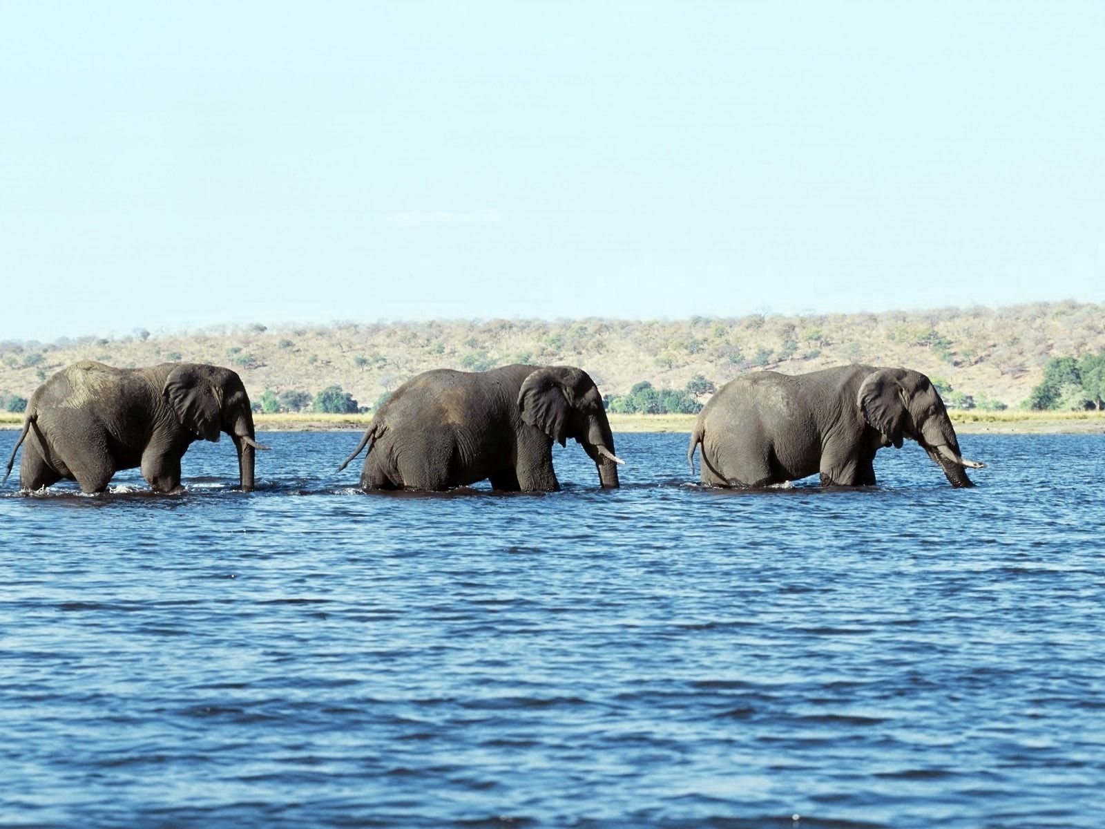 Free download wallpaper Water, Sea, Stroll, Animals, Elephants on your PC desktop