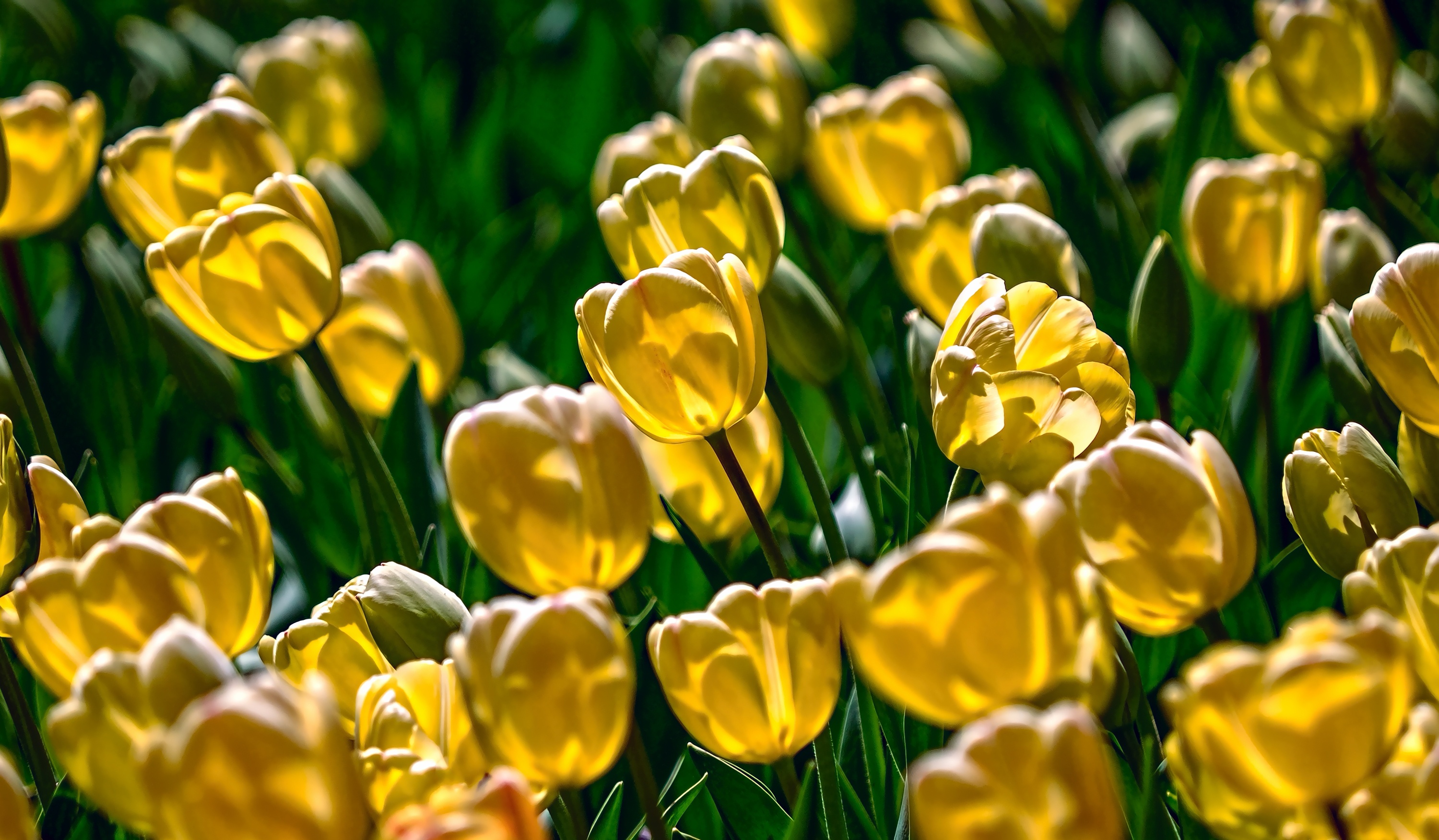 Download mobile wallpaper Nature, Flowers, Flower, Close Up, Earth, Tulip, Yellow Flower for free.