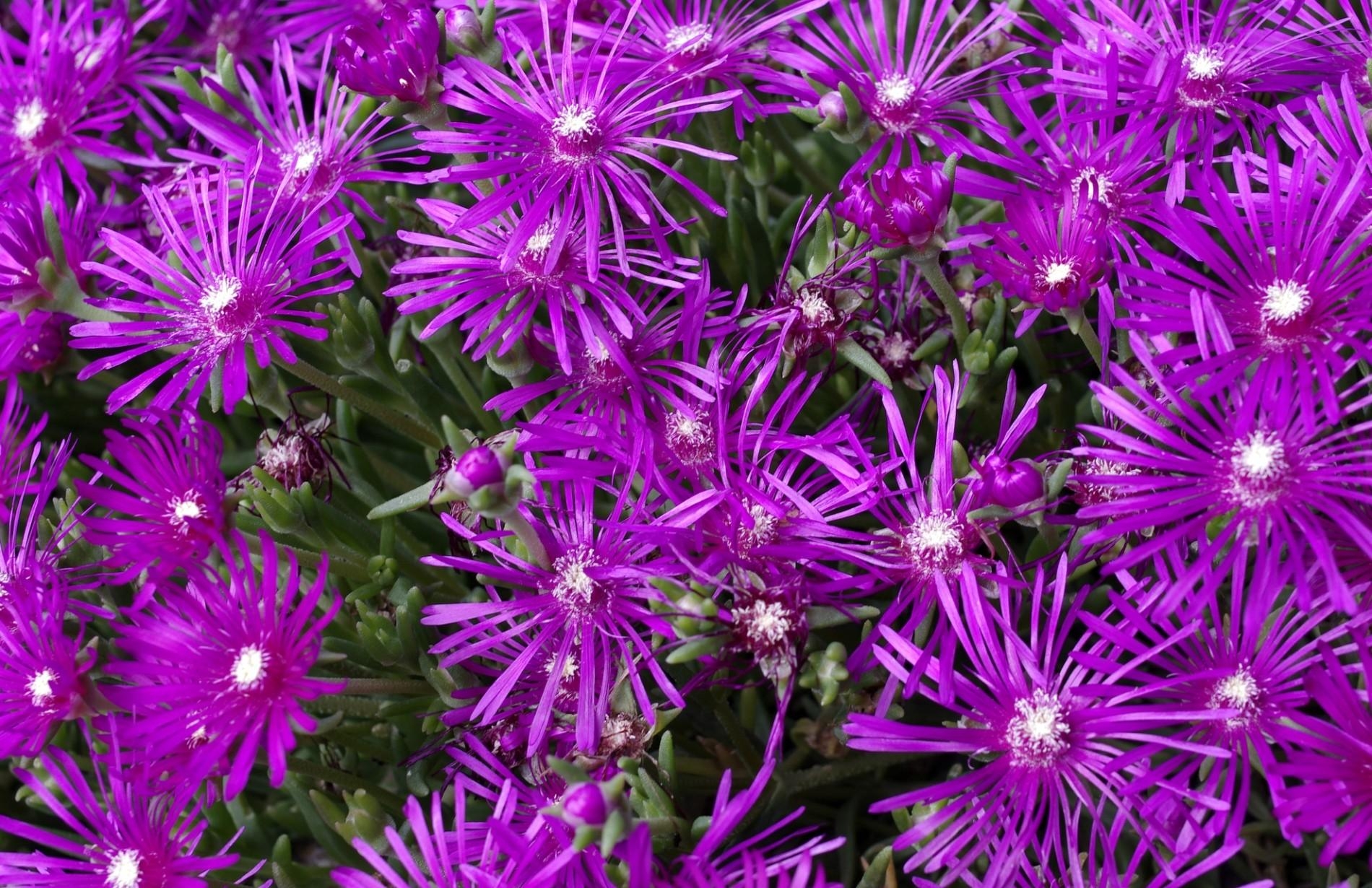 flowers, lilac, flower bed, flowerbed, purple, aptenias, apthenia High Definition image