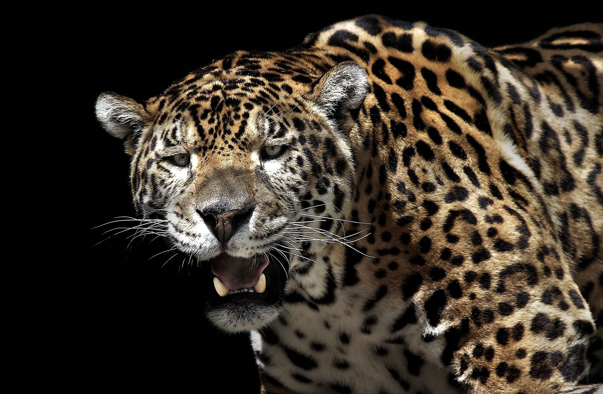 Laden Sie das Jaguar, Katzen, Tiere-Bild kostenlos auf Ihren PC-Desktop herunter