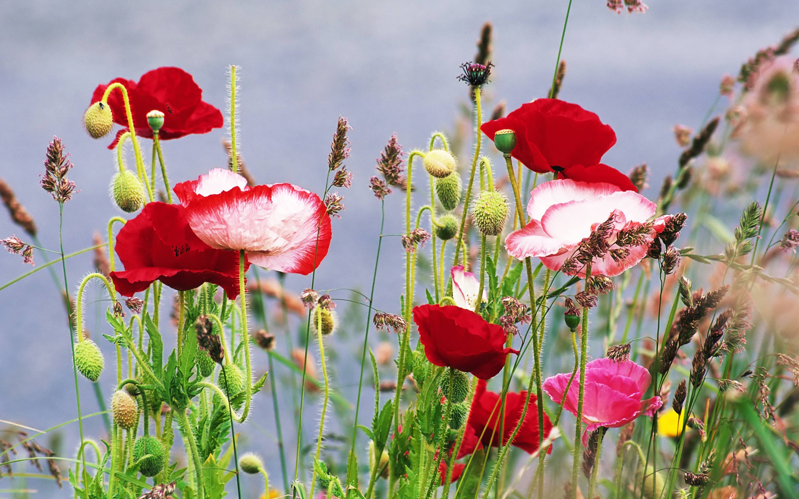 poppy, earth, flowers desktop HD wallpaper