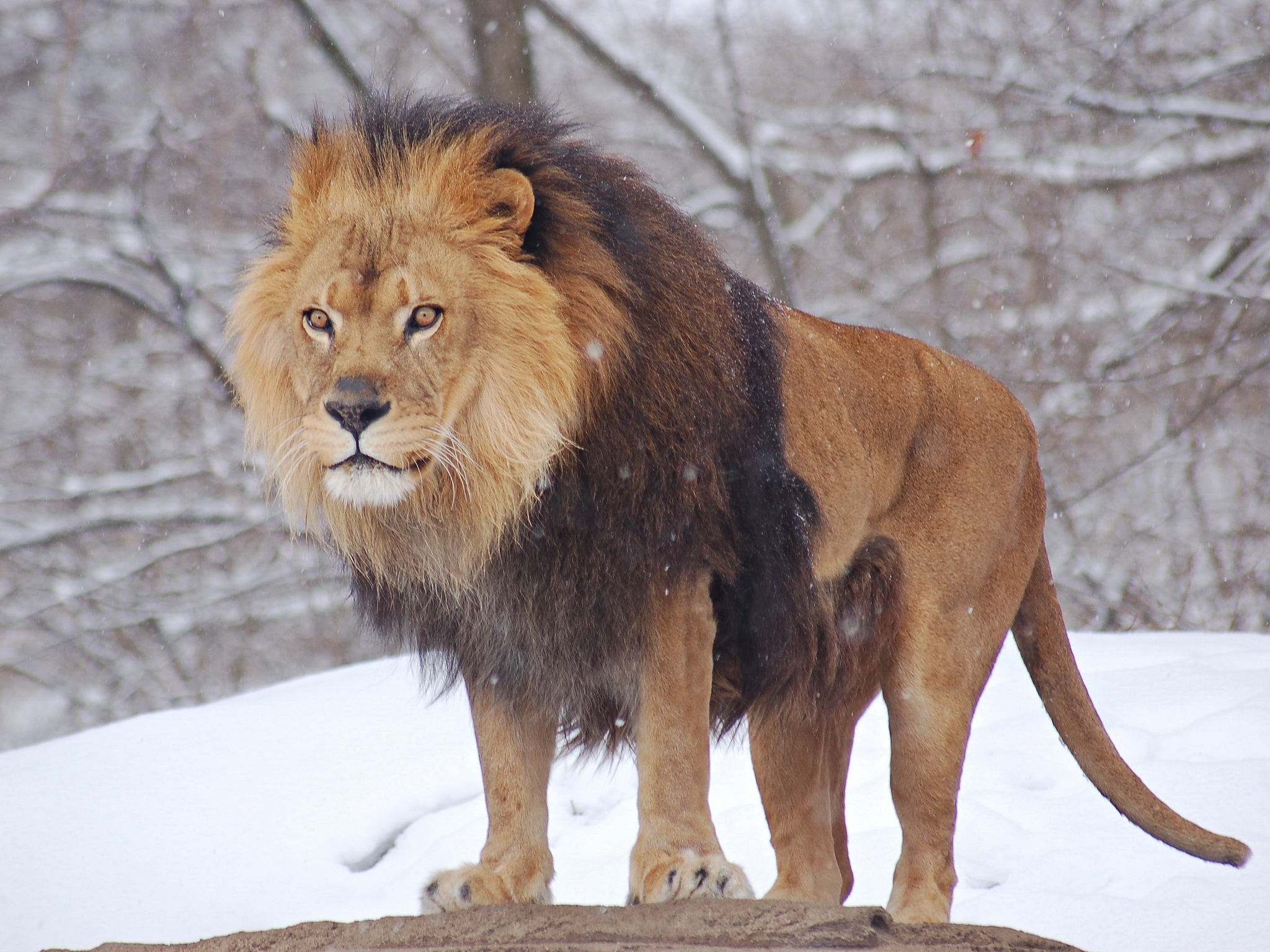 Téléchargez gratuitement l'image Animaux, Chats, Lion sur le bureau de votre PC