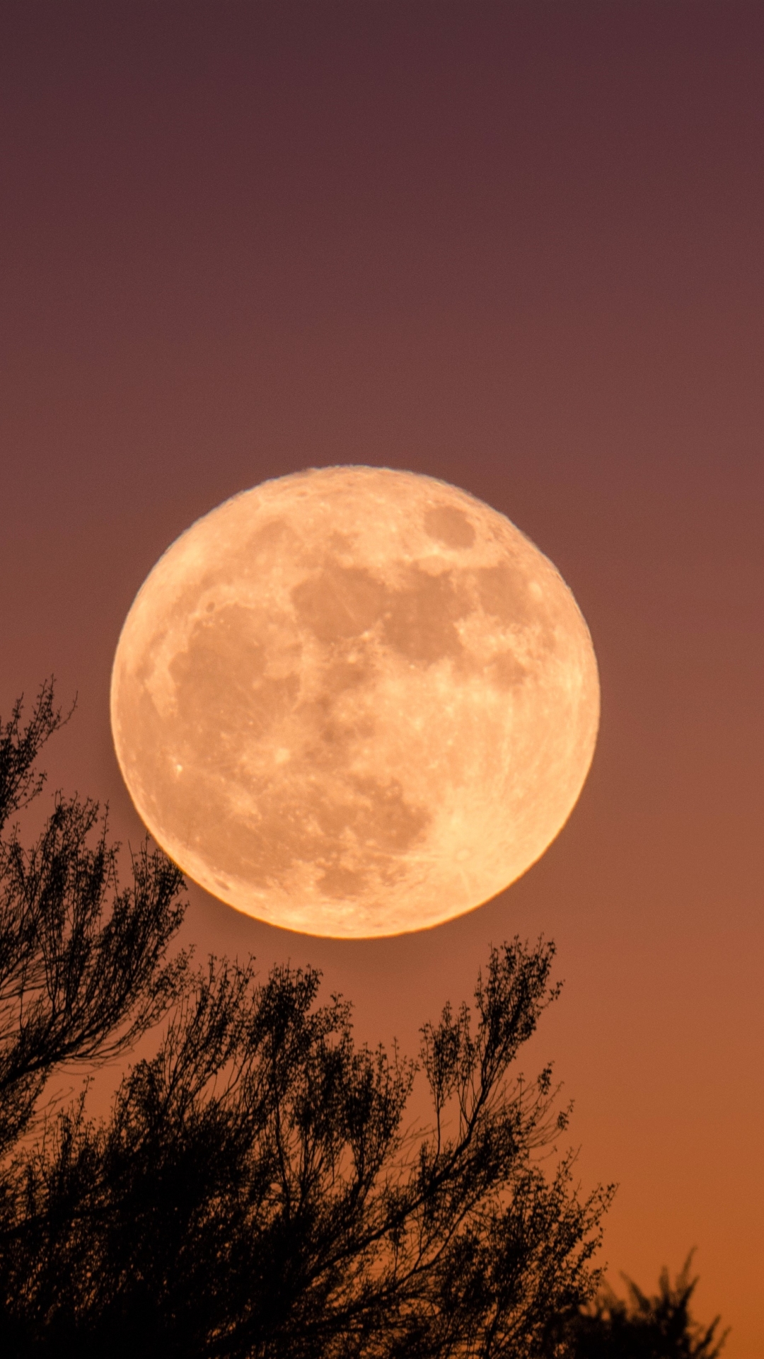 Baixar papel de parede para celular de Céu, Lua, Silhueta, Terra, Terra/natureza gratuito.