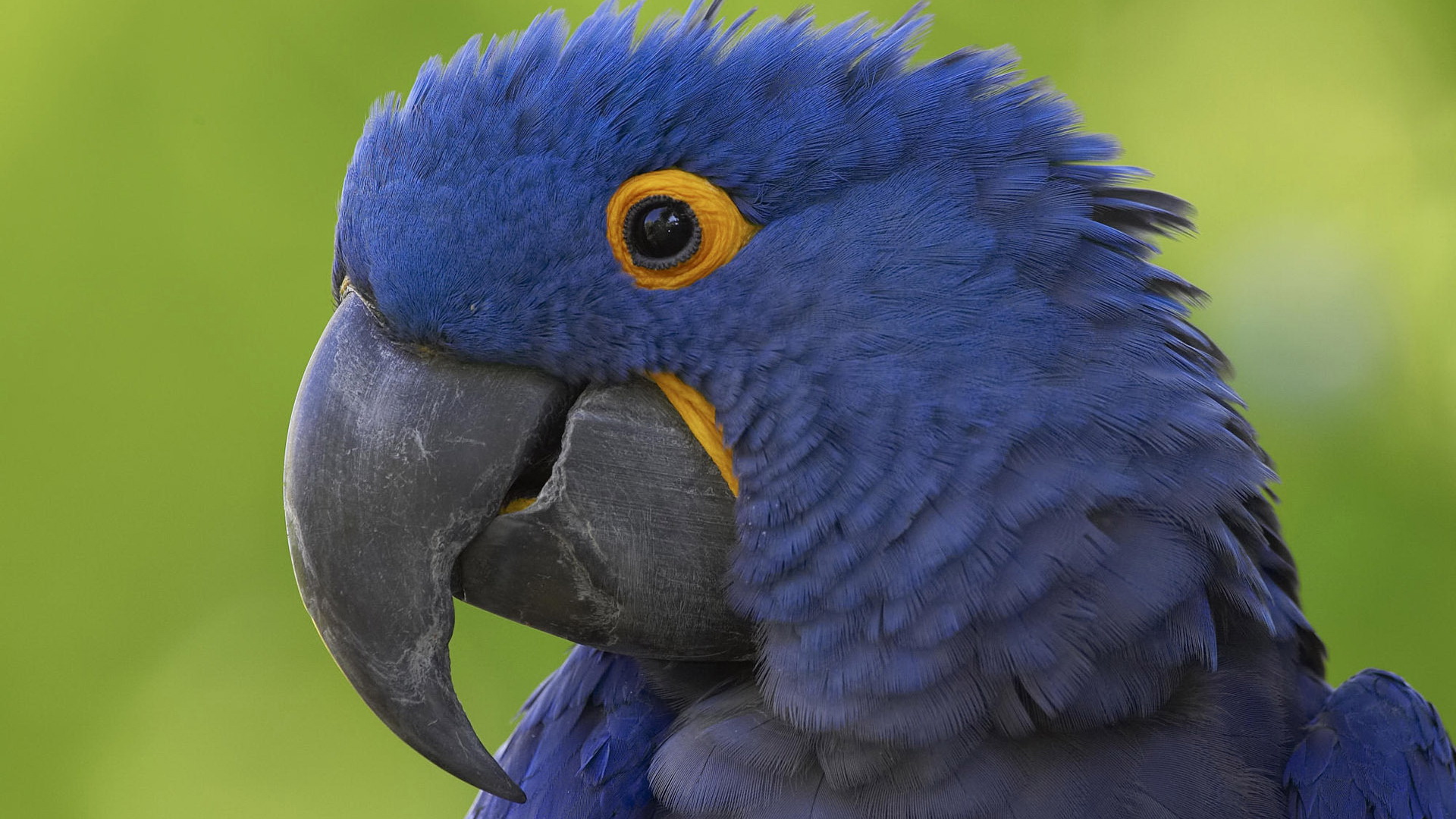 animal, hyacinth macaw, bird, macaw, parrot, birds