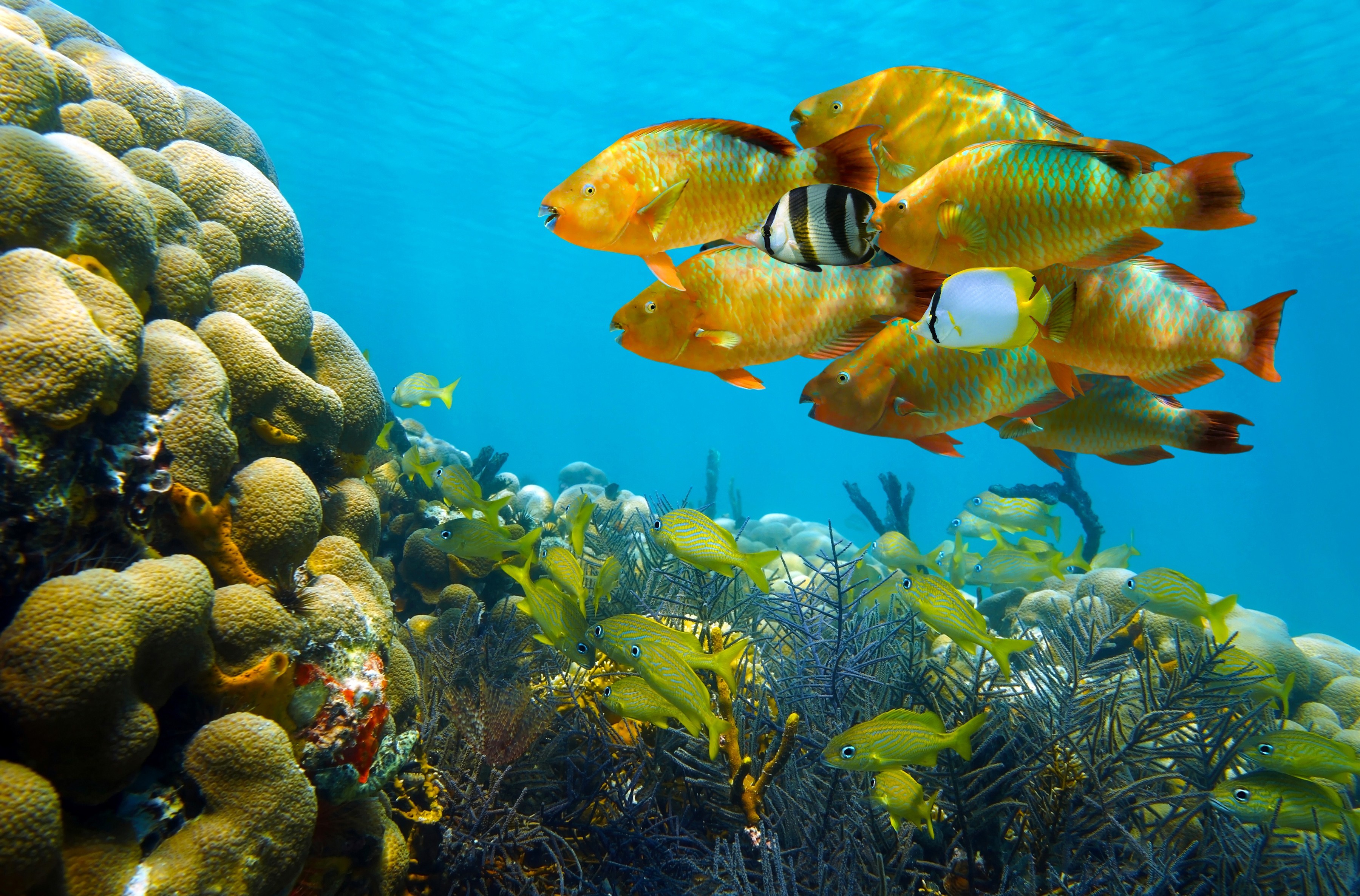 342956 baixar papel de parede animais, peixe, corais, peixes - protetores de tela e imagens gratuitamente