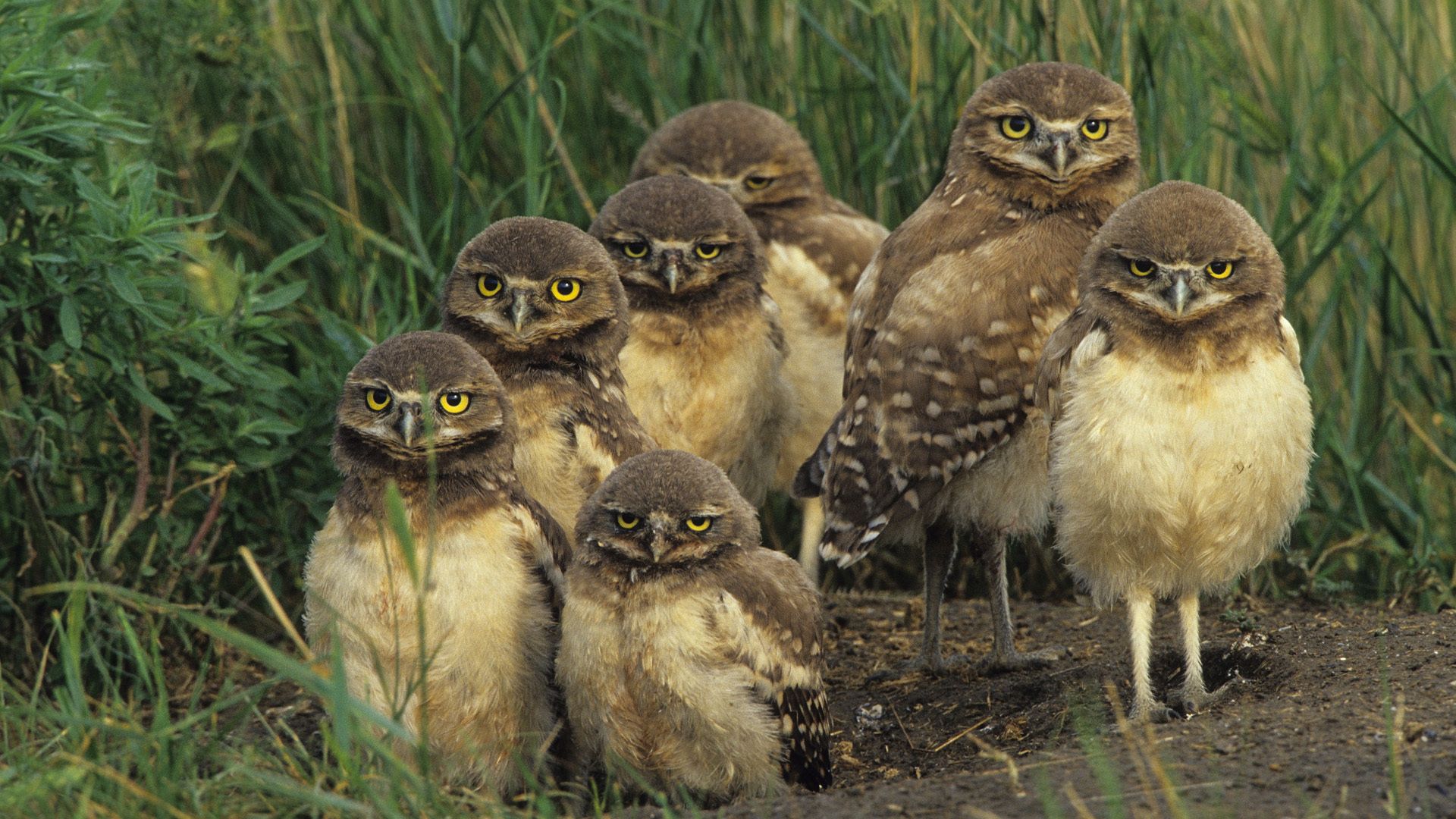 Download mobile wallpaper Grass, Multitude, Animals, Lots Of, Birds, Owl for free.