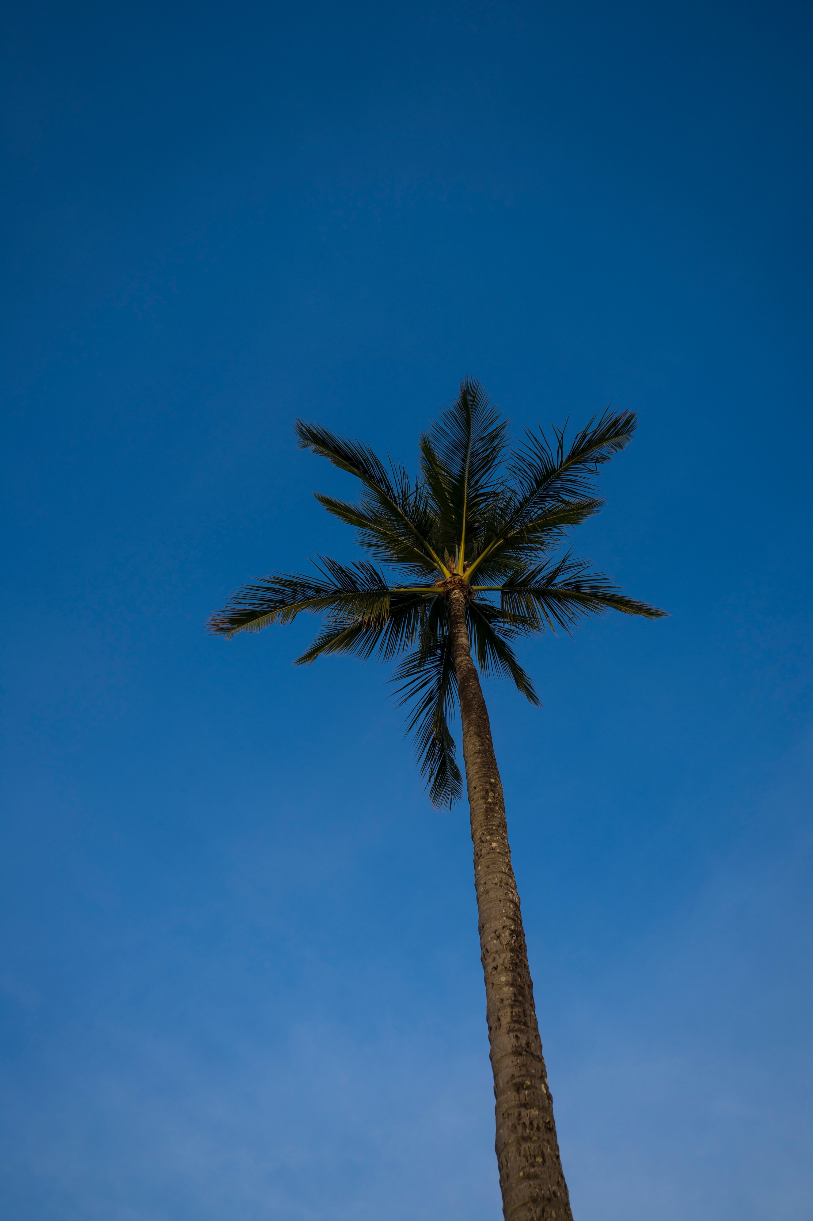 Download mobile wallpaper Tree, Wood, Sky, Branches, Evening, Palm, Nature for free.