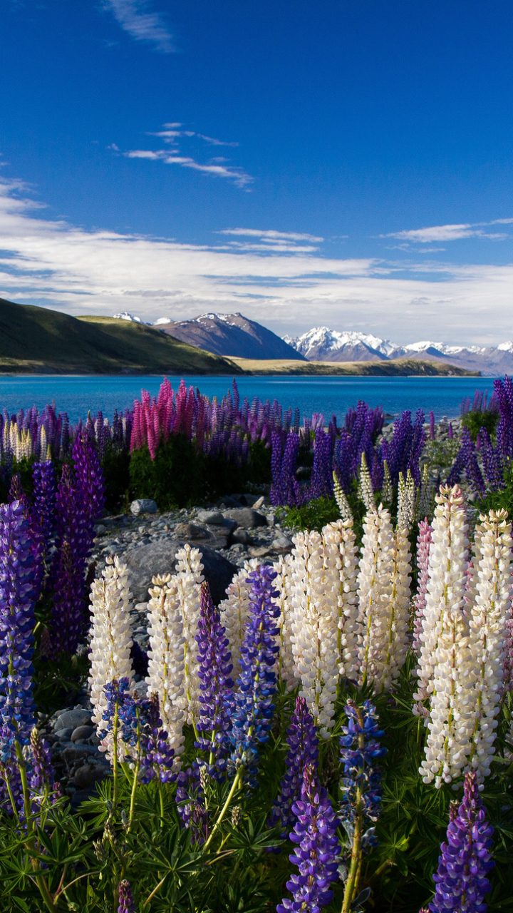 Descarga gratuita de fondo de pantalla para móvil de Flores, Flor, Tierra/naturaleza.