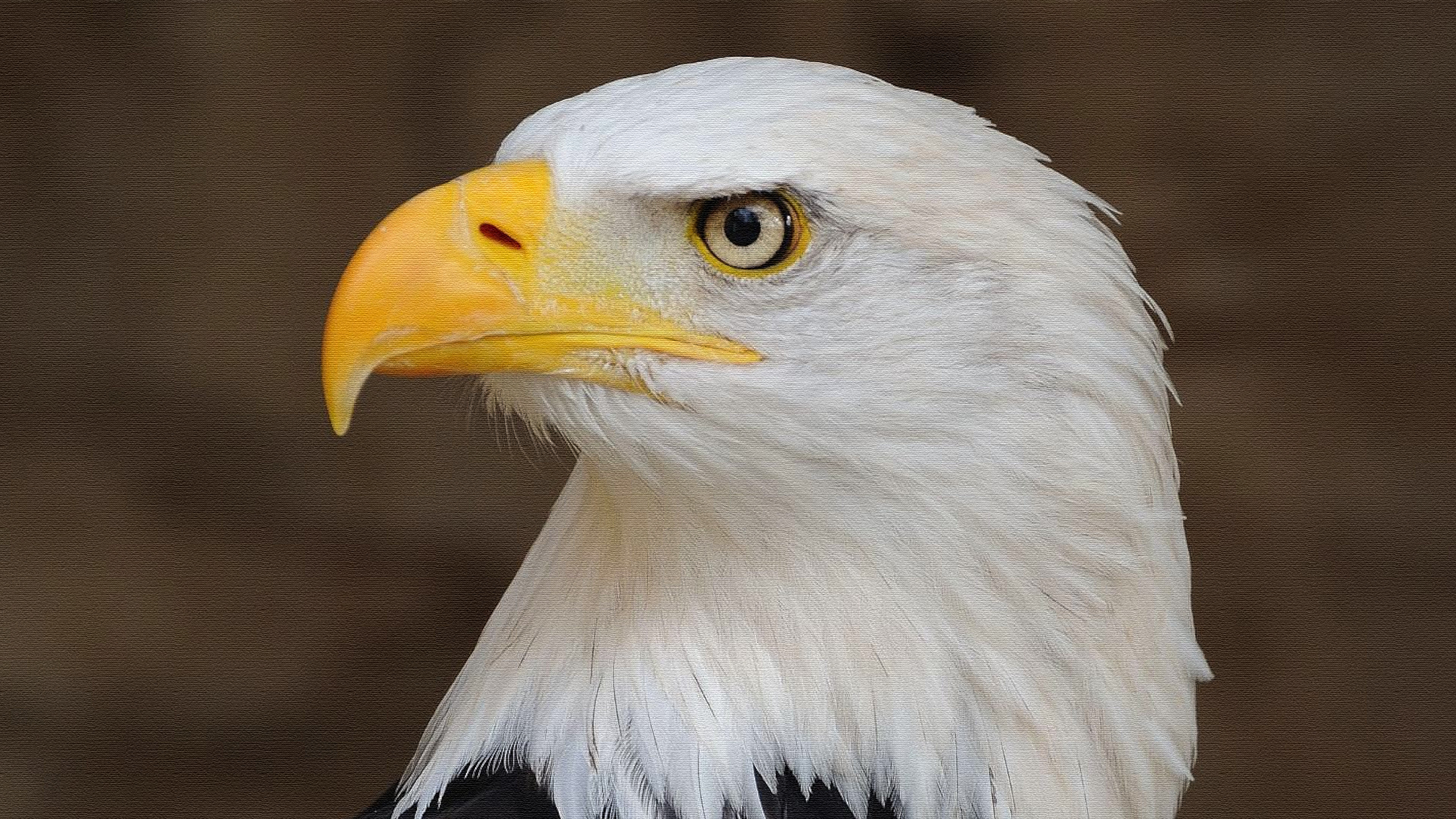 Descarga gratuita de fondo de pantalla para móvil de Animales, Águila Calva, Aves, Ave.