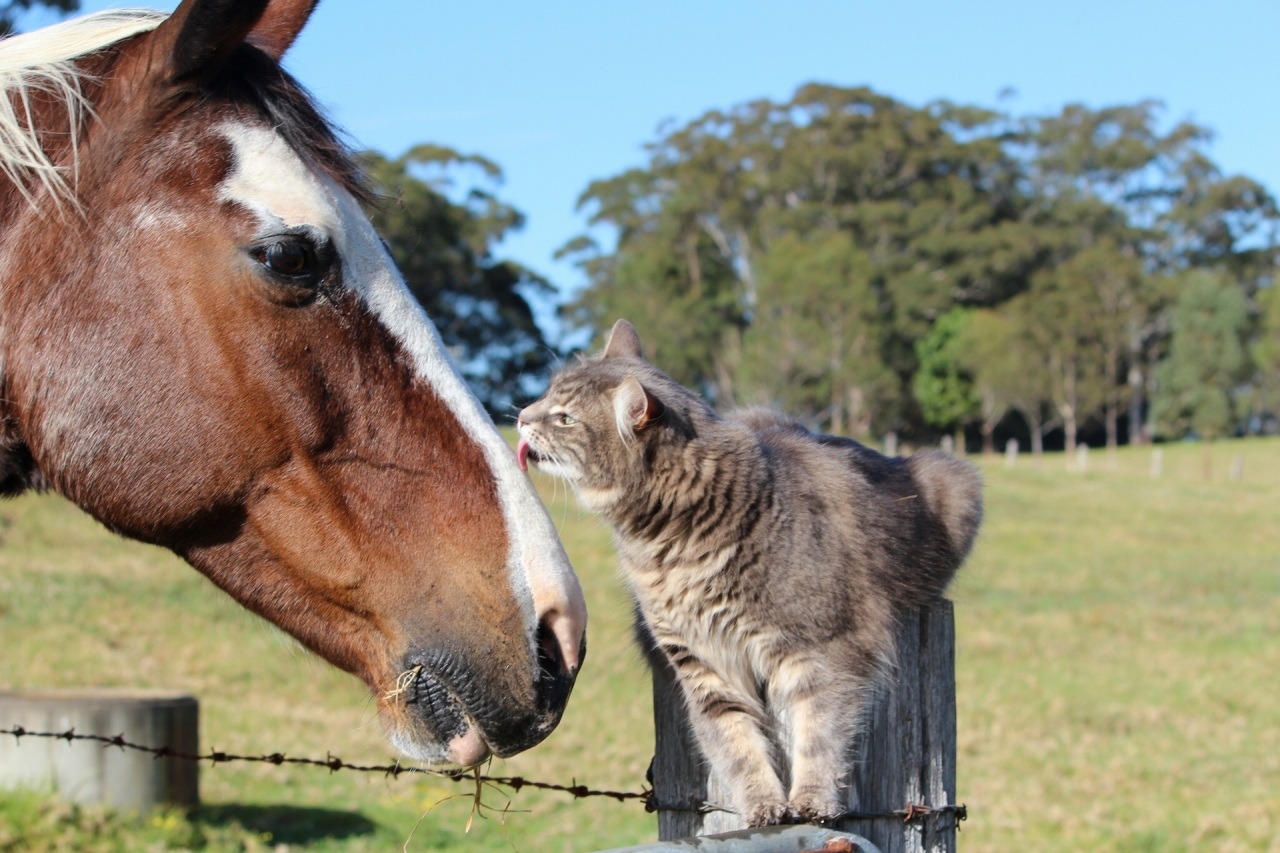 PCデスクトップに動物, 馬, ネコ, ペット画像を無料でダウンロード