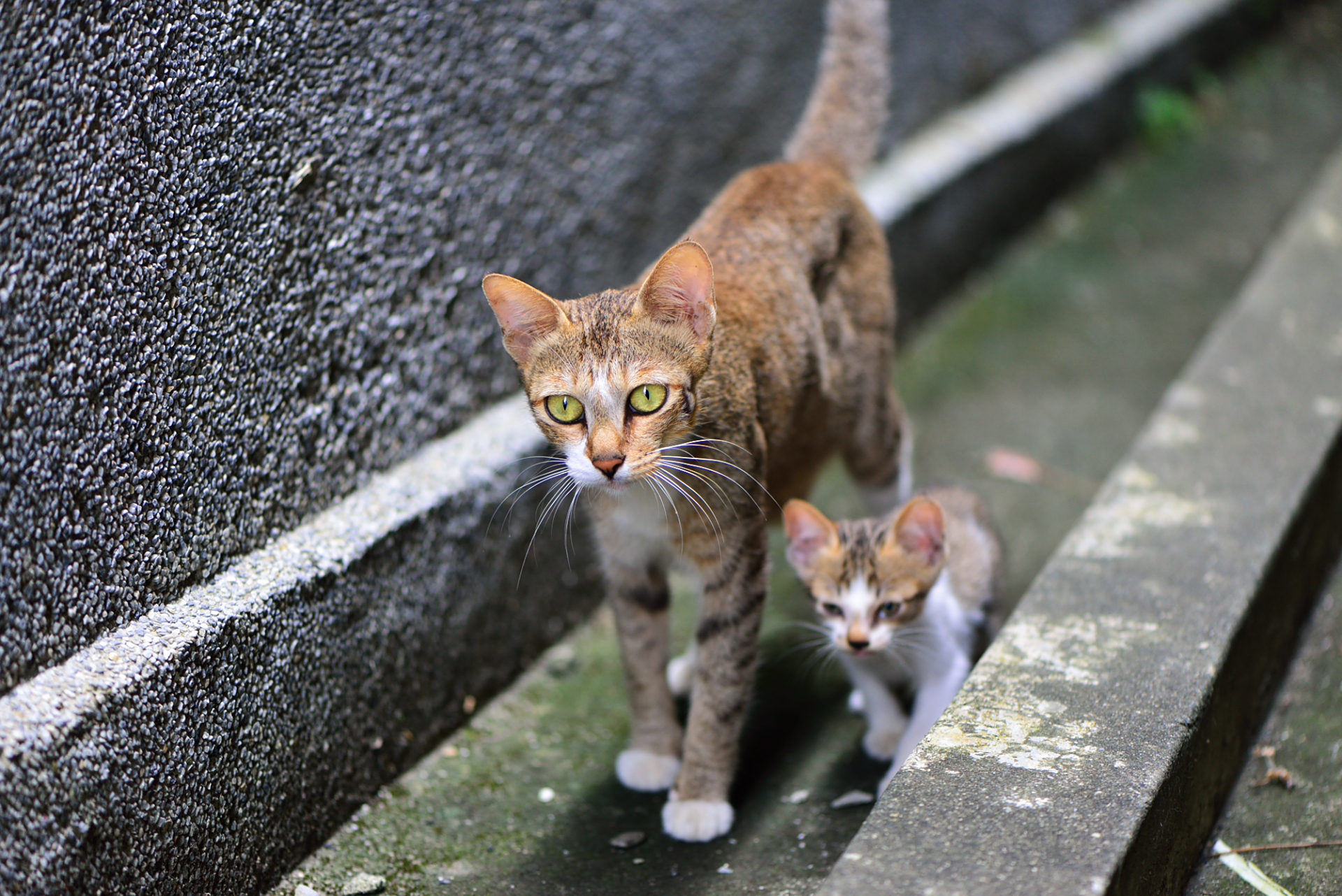 Descarga gratuita de fondo de pantalla para móvil de Animales, Gatos, Gato, Gatito, Bebe Animal.