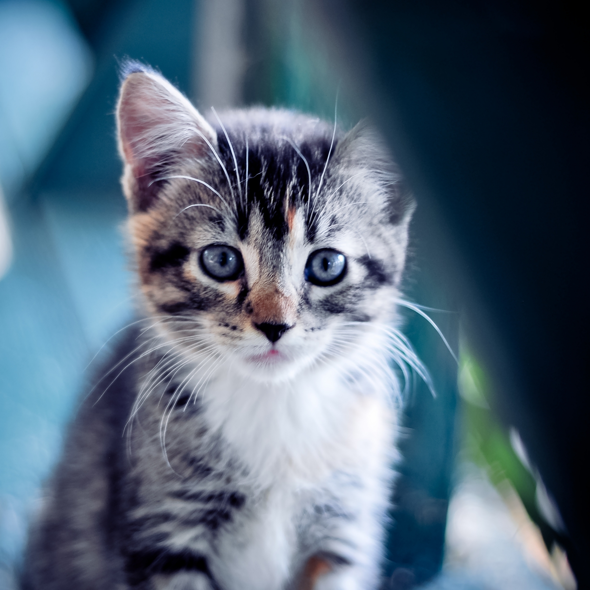 Baixe gratuitamente a imagem Animais, Gatos, Gato na área de trabalho do seu PC