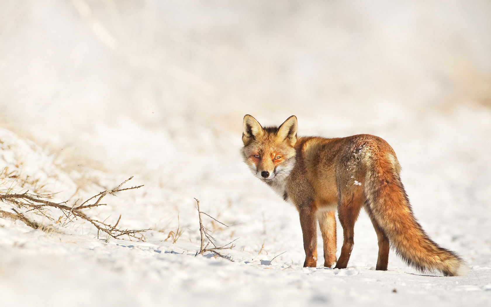 28280 Bild herunterladen tiere, fox - Hintergrundbilder und Bildschirmschoner kostenlos