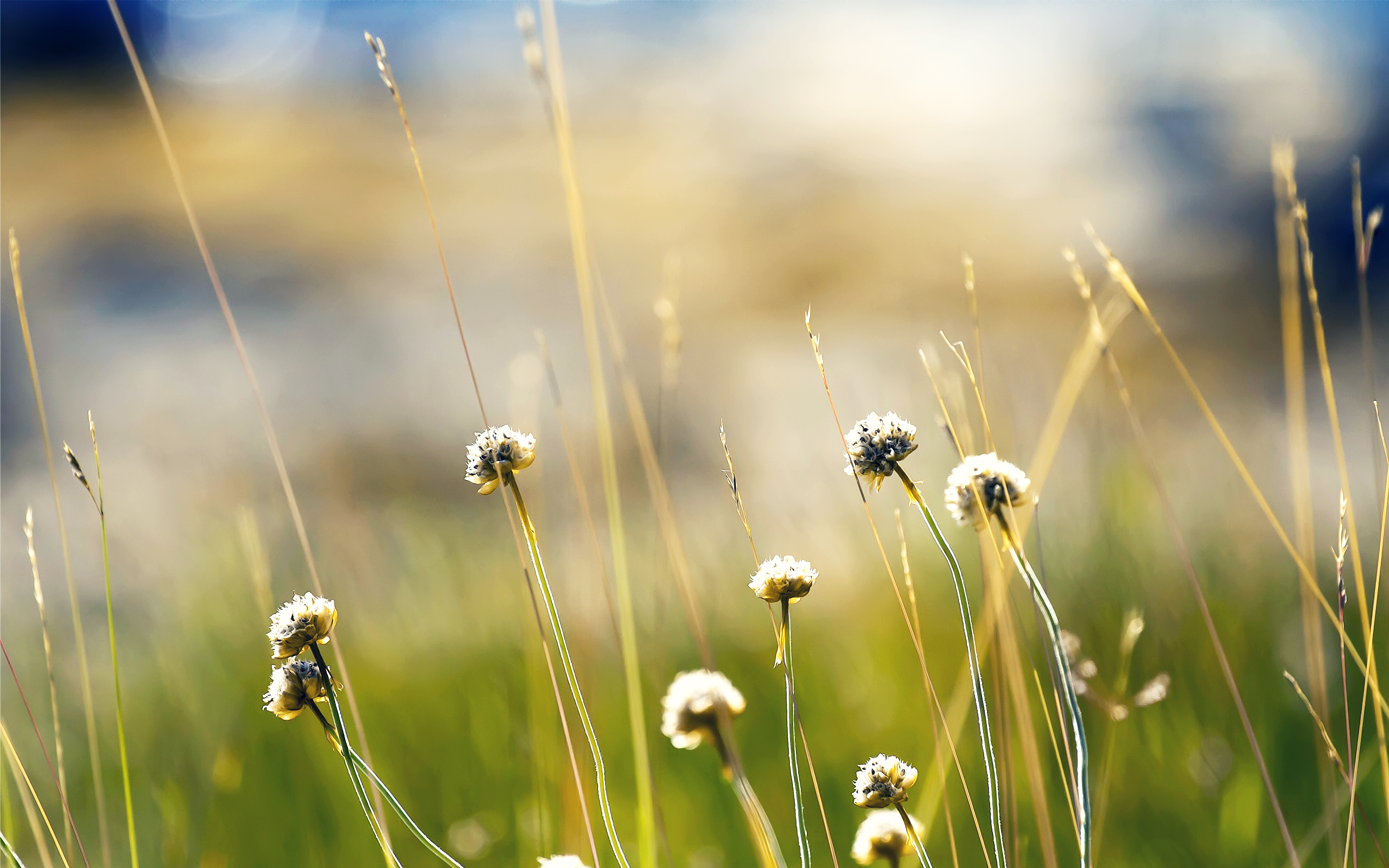 Descarga gratuita de fondo de pantalla para móvil de Hierba, Tierra/naturaleza.