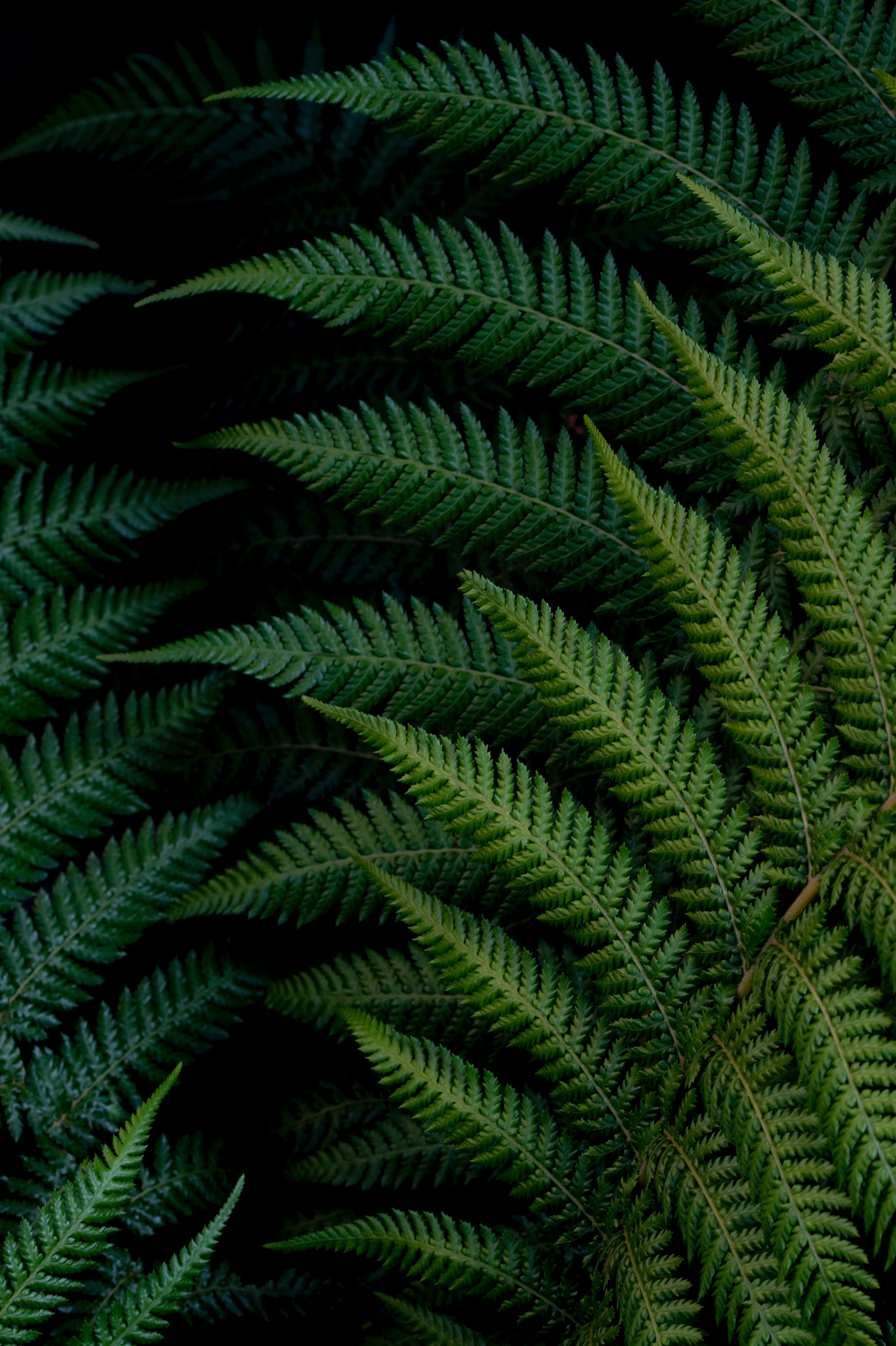 fern, leaves, green, plant, macro 4K, Ultra HD