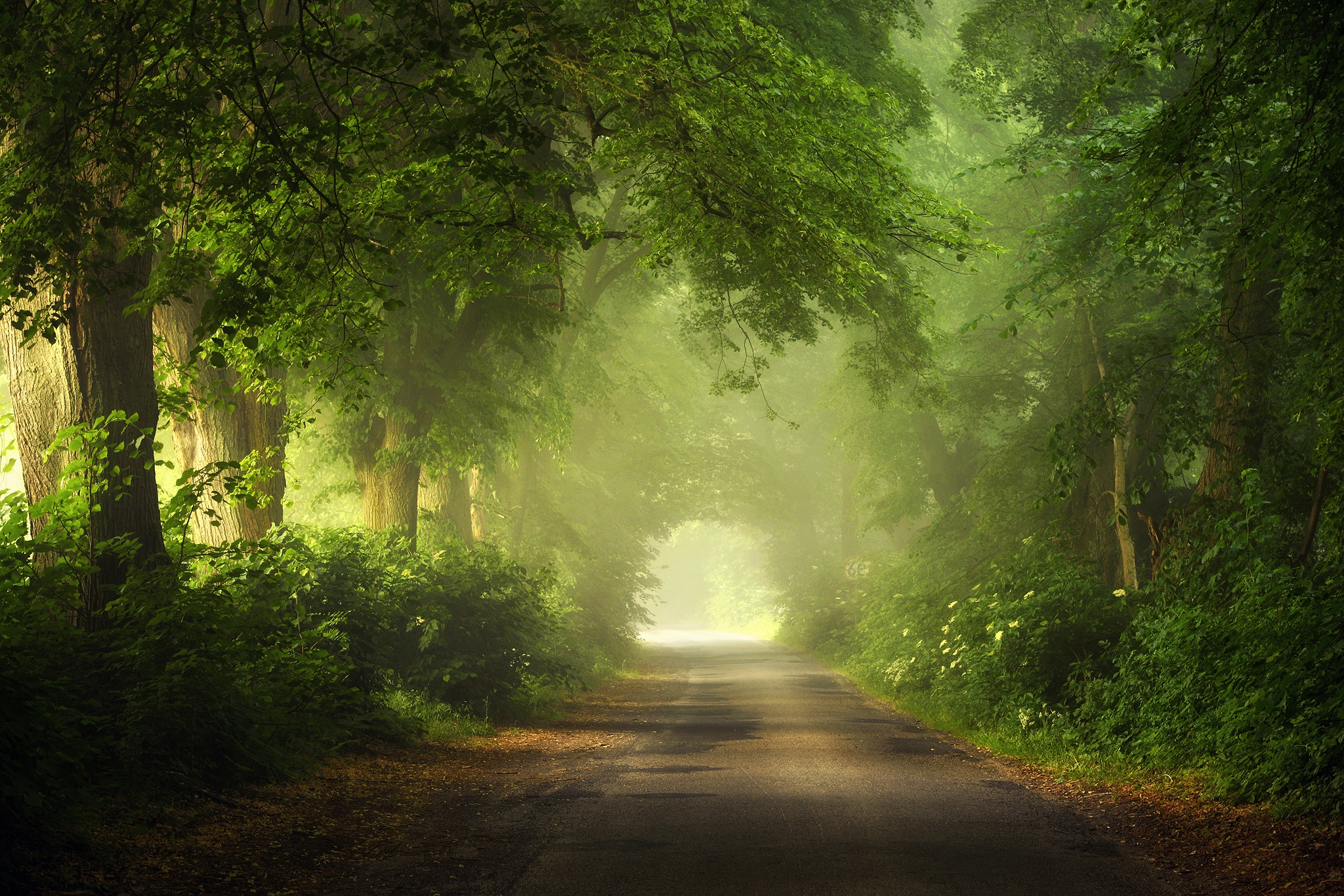 Download mobile wallpaper Nature, Road, Forest, Fog, Man Made, Greenery for free.