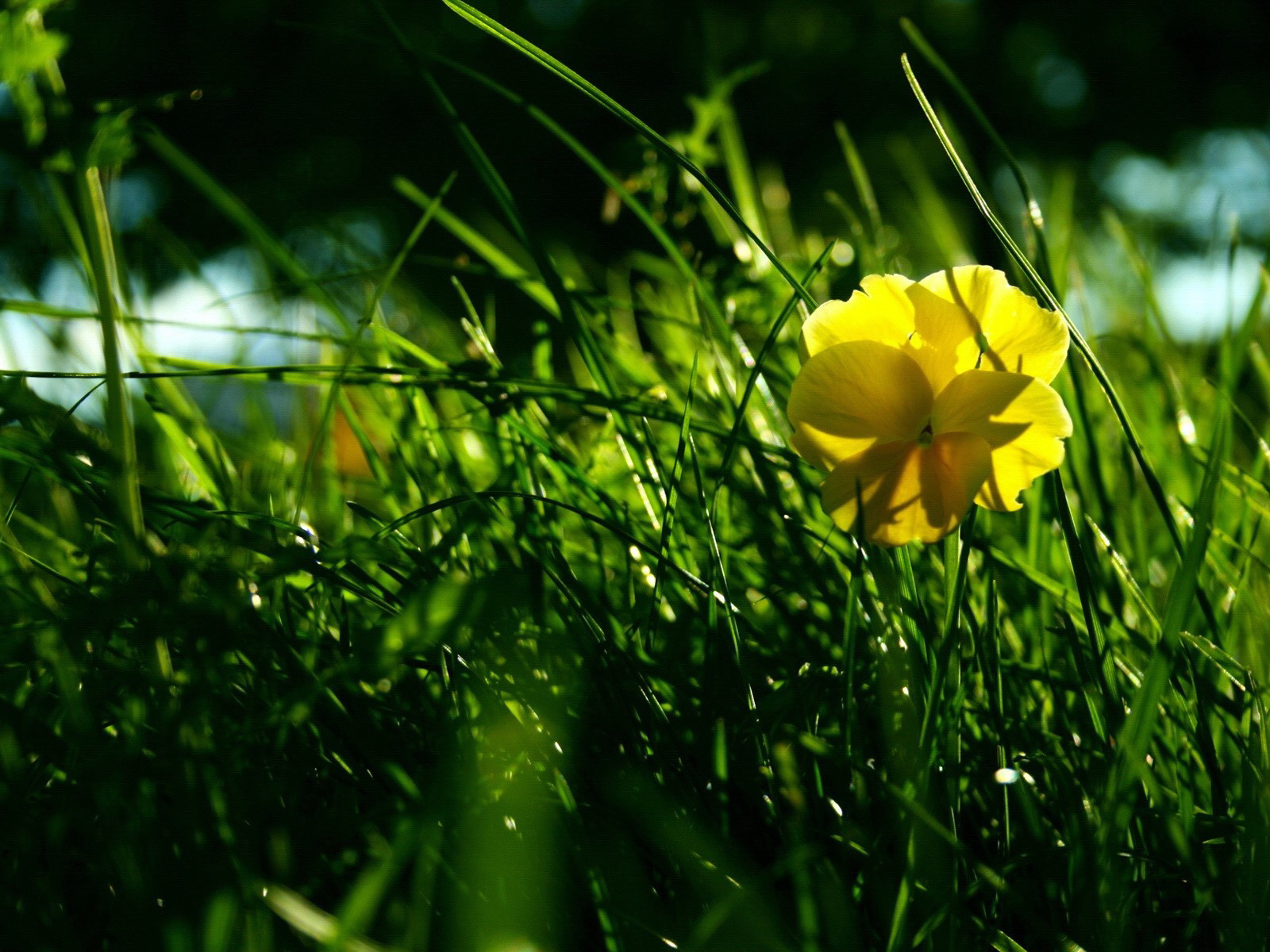 Download mobile wallpaper Grass, Plants, Flowers for free.