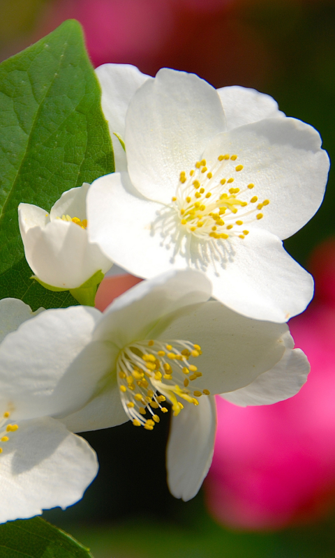 無料モバイル壁紙フラワーズ, 花, 大きい, 地球, ぼかし, 白い花をダウンロードします。