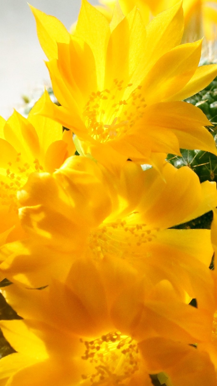 無料モバイル壁紙花, 閉じる, 地球, カクタス, 黄色い花をダウンロードします。