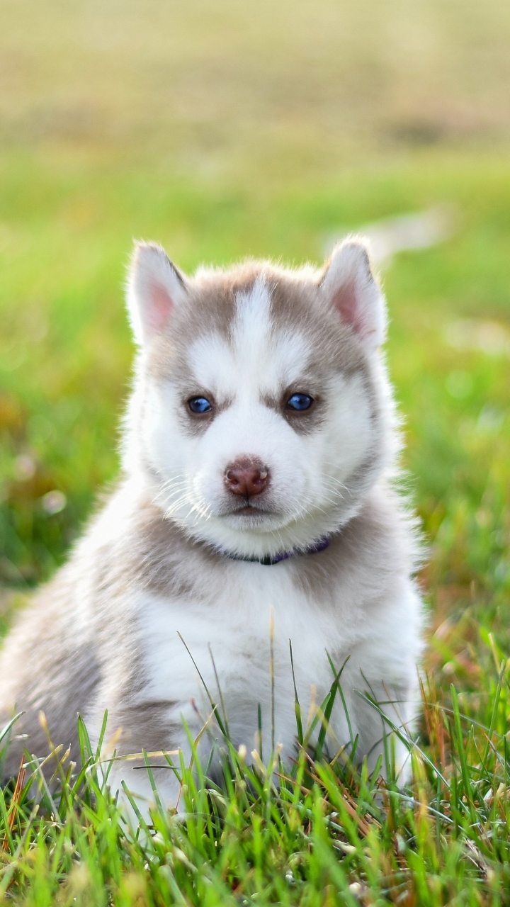 Download mobile wallpaper Dogs, Dog, Animal, Puppy, Husky, Baby Animal for free.