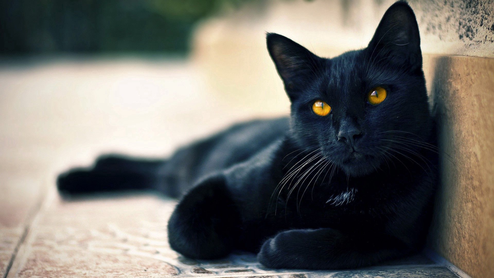 HD wallpaper lie, animals, to lie down, muzzle, beautiful, sight, opinion, black cat, expectation, waiting