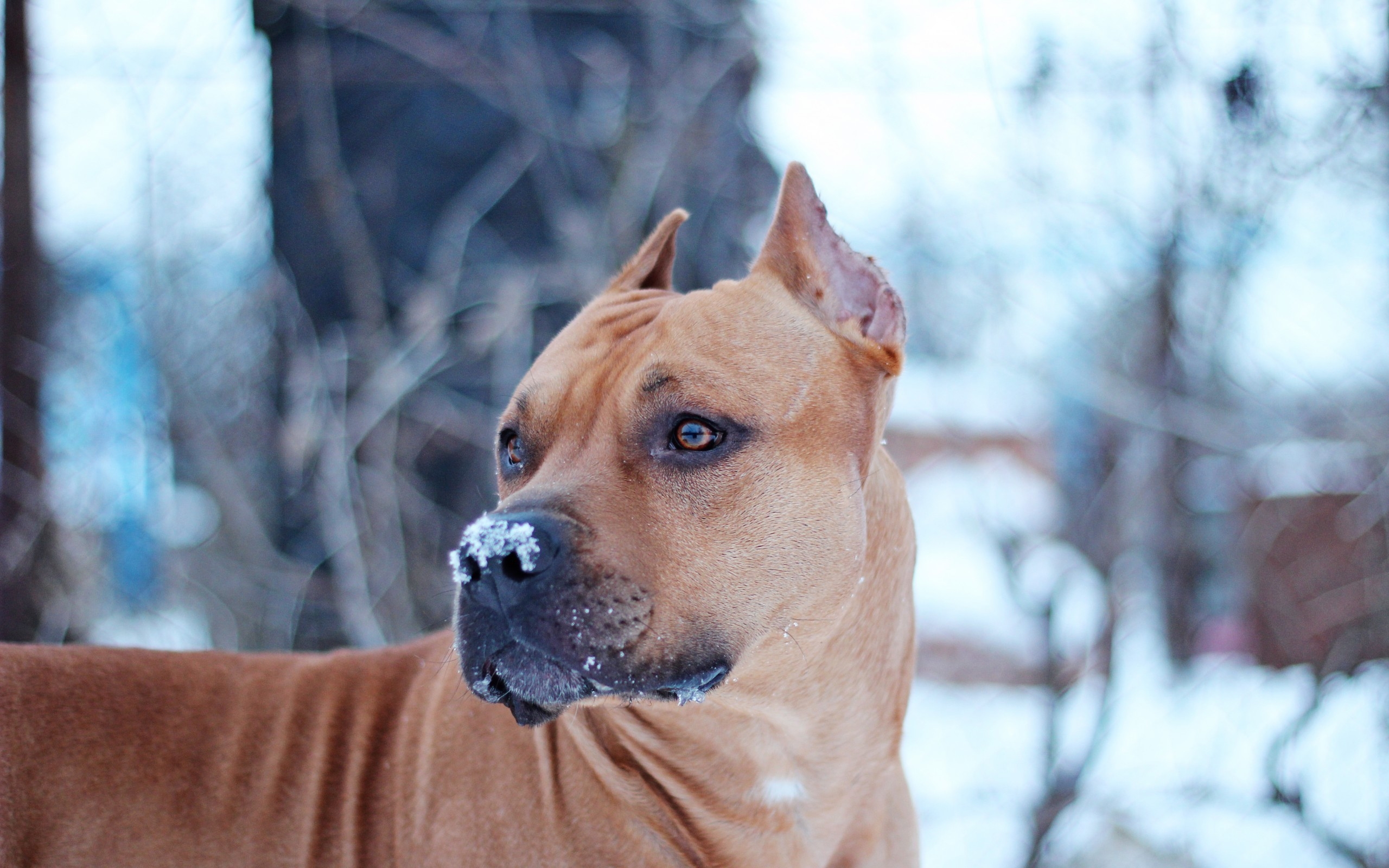 Handy-Wallpaper Hunde, Hund, Tiere kostenlos herunterladen.