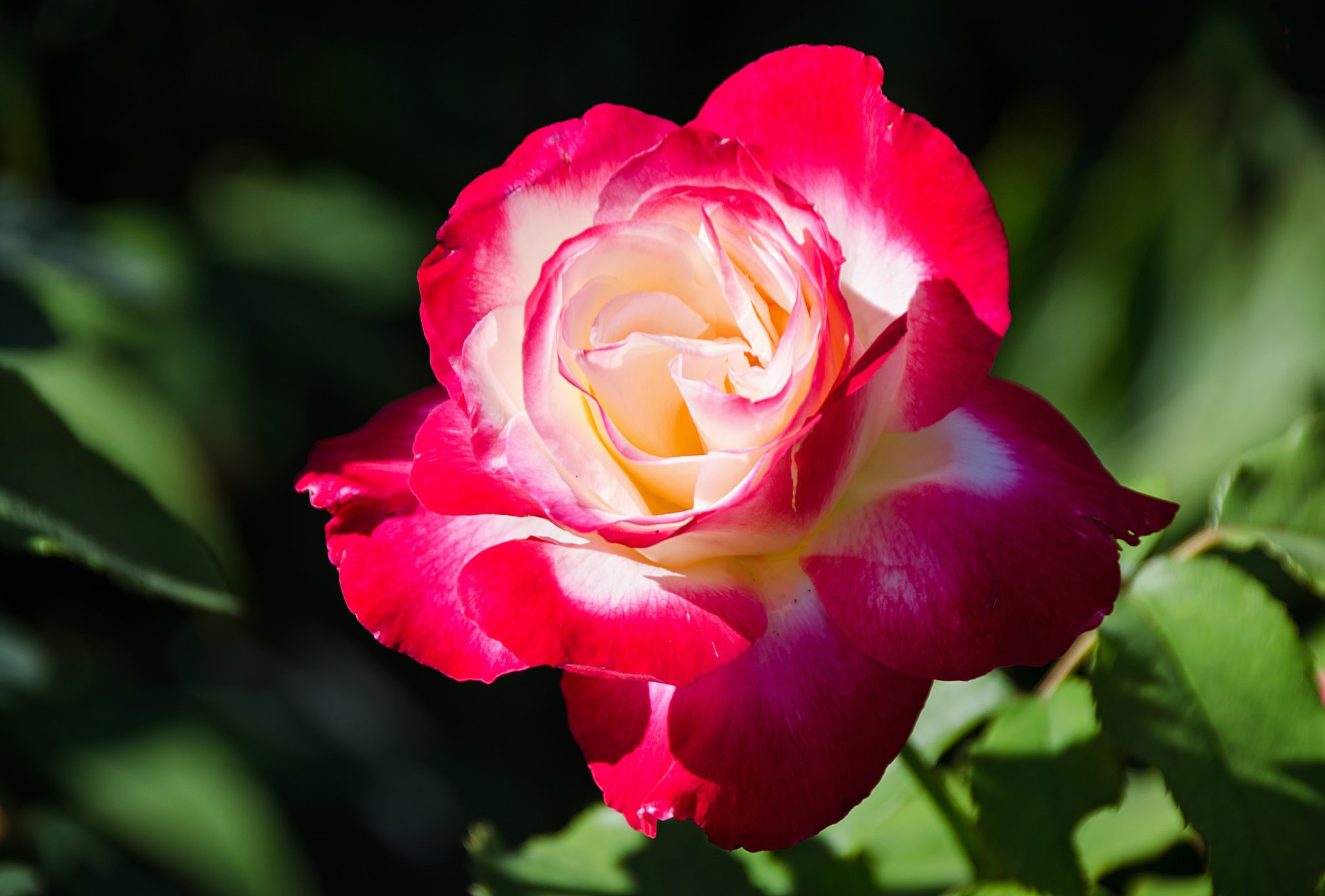 Laden Sie das Natur, Blumen, Blume, Rose, Erde/natur, Pinke Blume-Bild kostenlos auf Ihren PC-Desktop herunter
