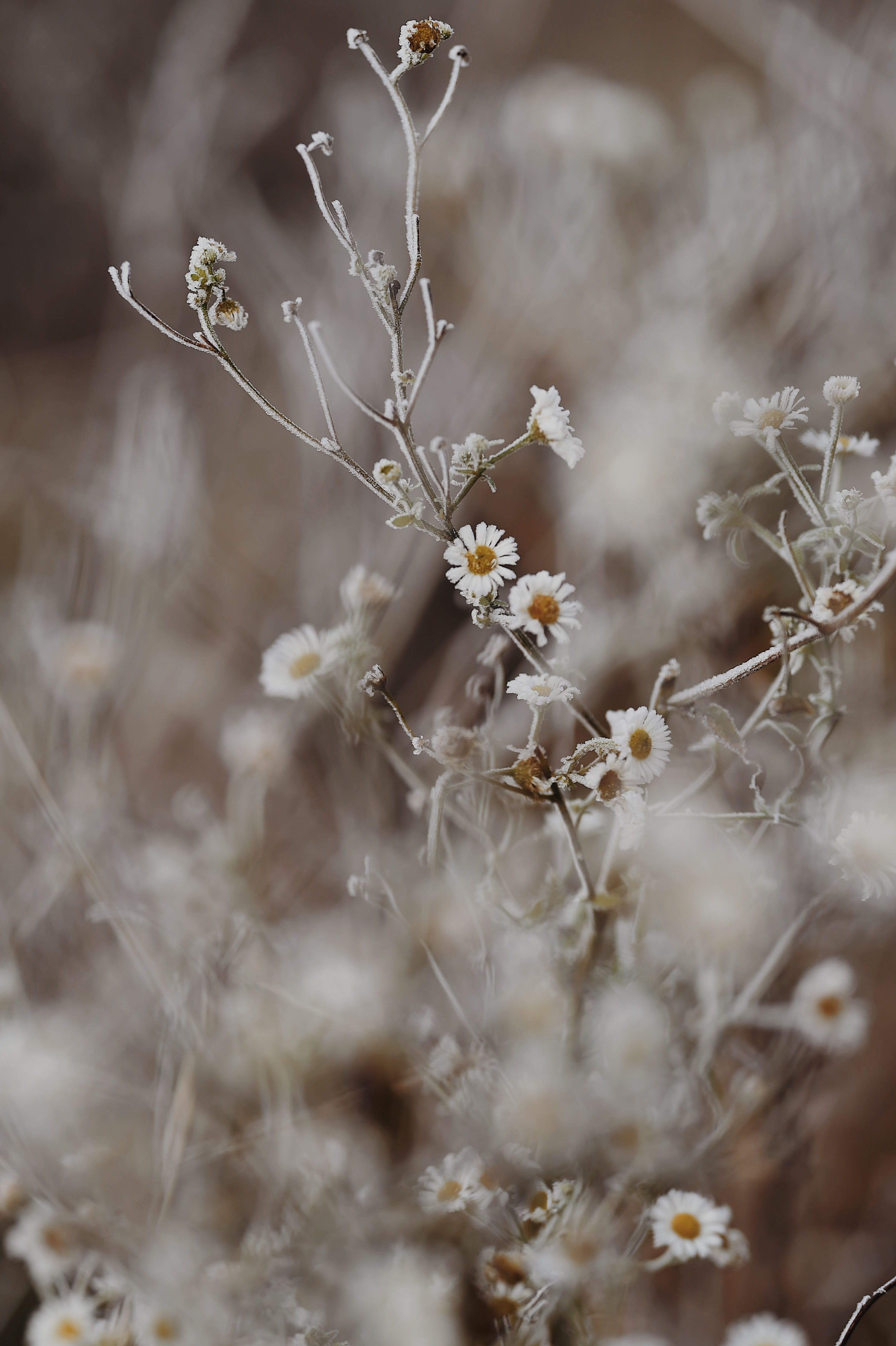 Free download wallpaper Flowers, Plant, Macro, Frost, Hoarfrost, Camomile on your PC desktop