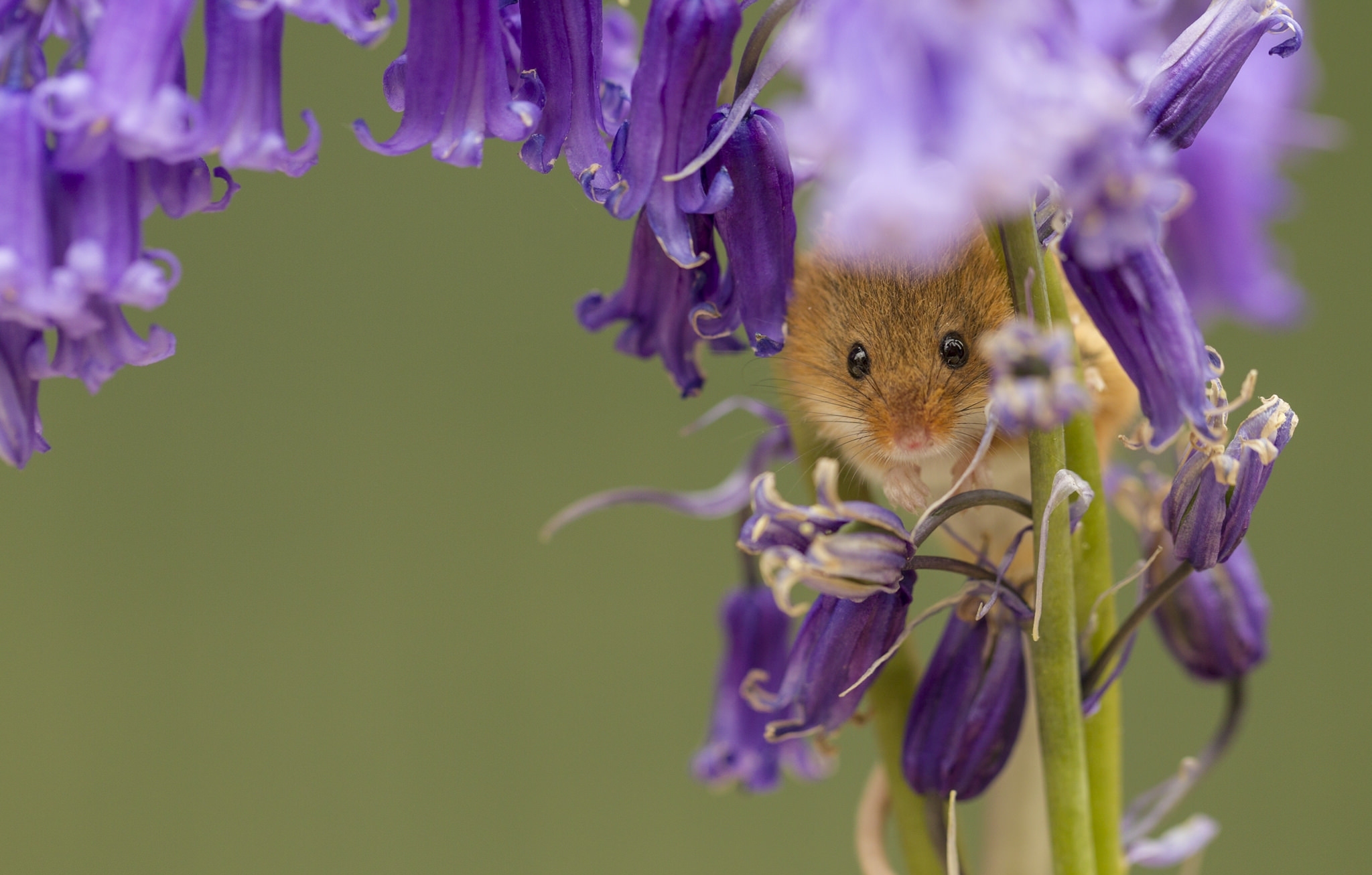 Free download wallpaper Flower, Animal, Mouse, Rodent on your PC desktop