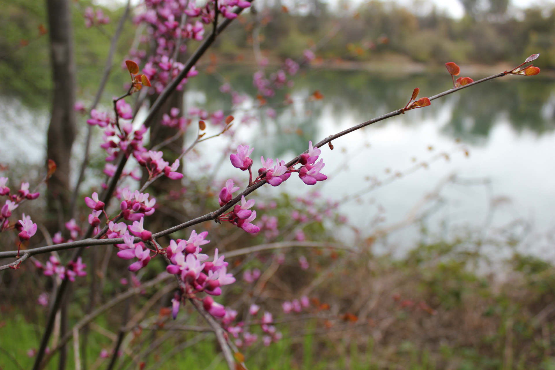 Free download wallpaper Blossom, Flowers, Earth on your PC desktop