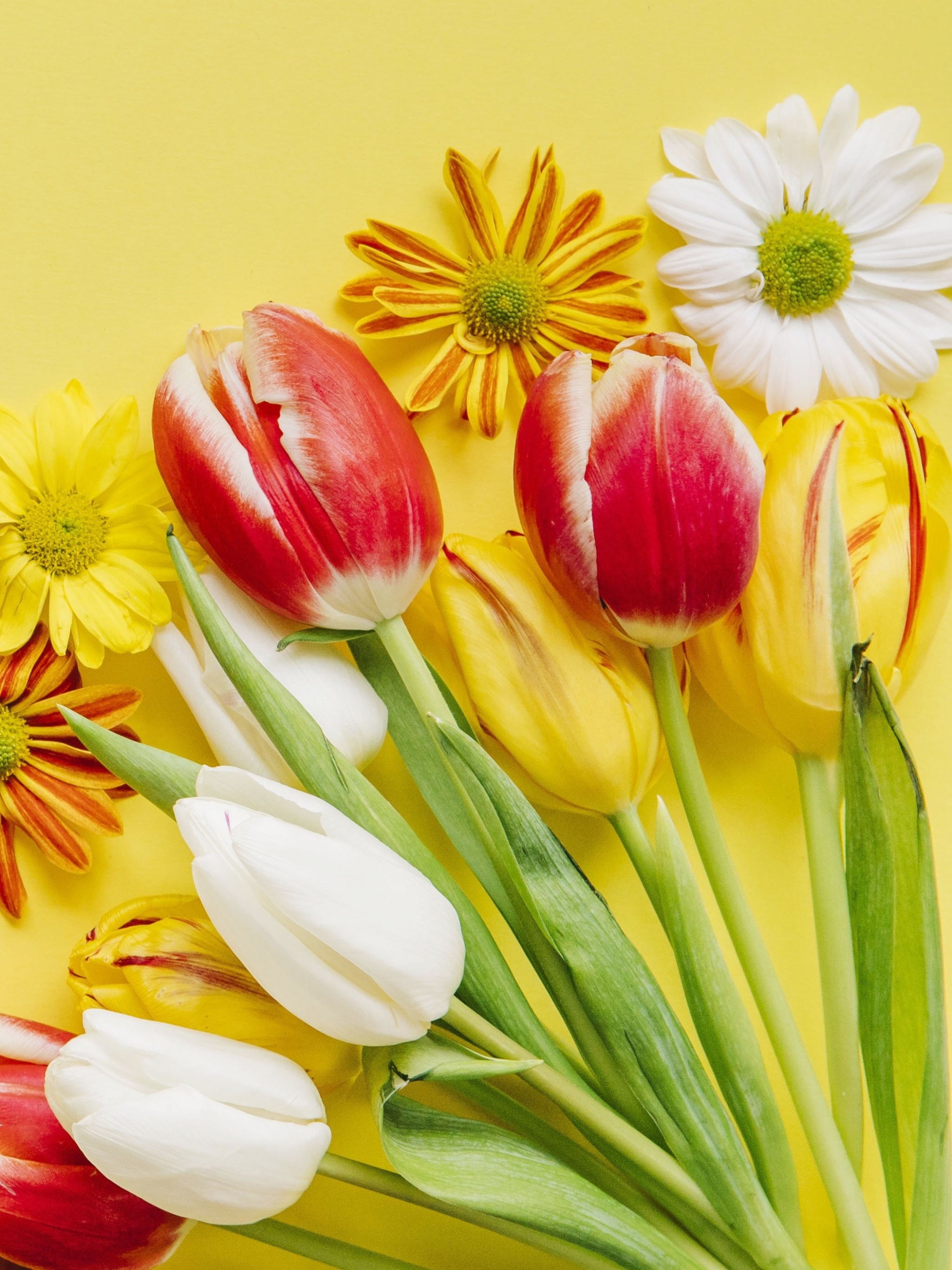 Download mobile wallpaper Flower, Tulip, Yellow Flower, White Flower, Red Flower, Man Made for free.