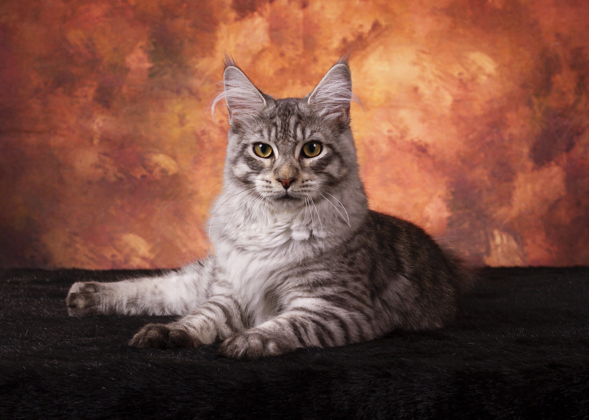 Handy-Wallpaper Tiere, Katzen, Katze, Amerikanische Waldkatze kostenlos herunterladen.